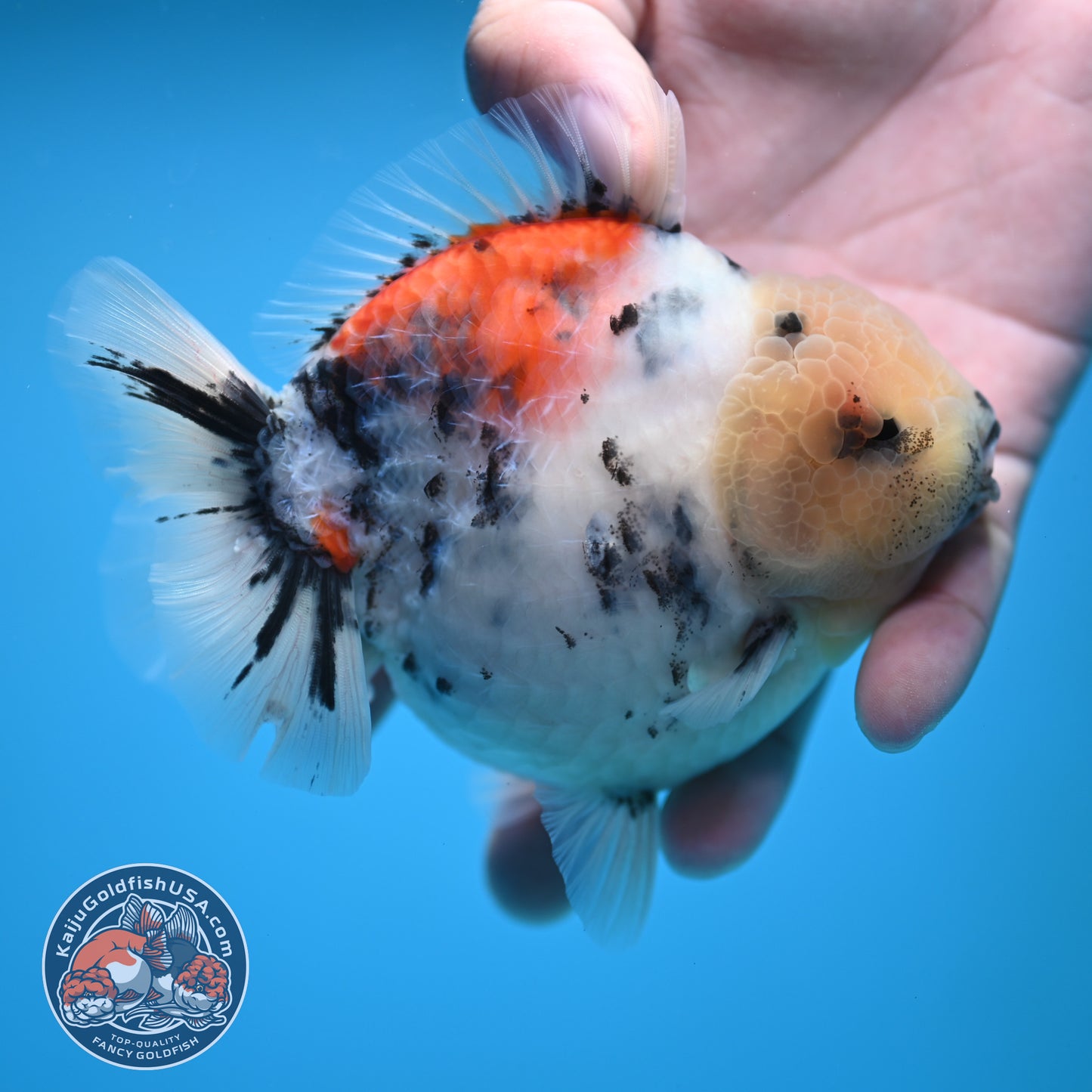 White Tiger Oranda 4 inch Body (250613_OR04)