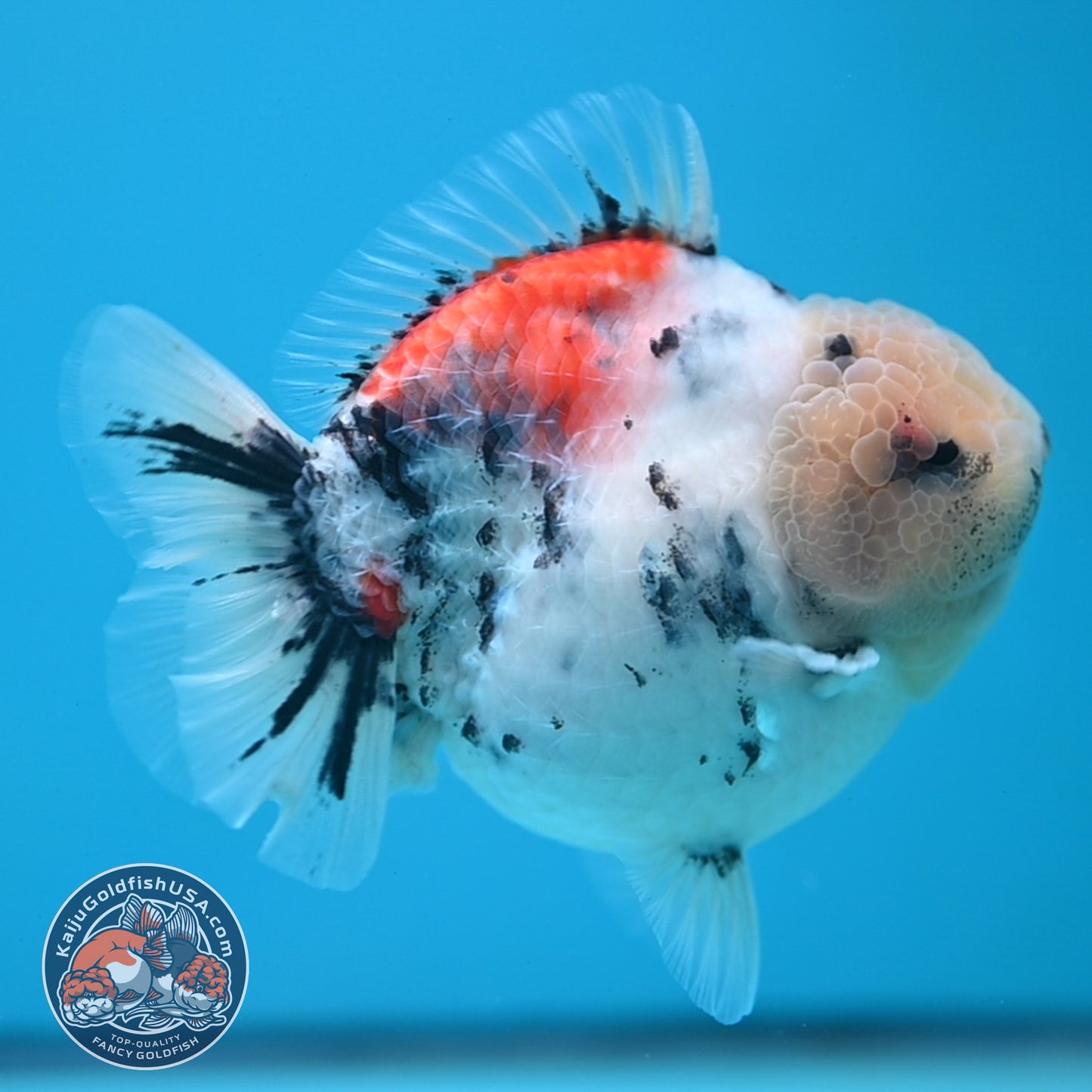 White Tiger Oranda 4 inch Body (250613_OR04)