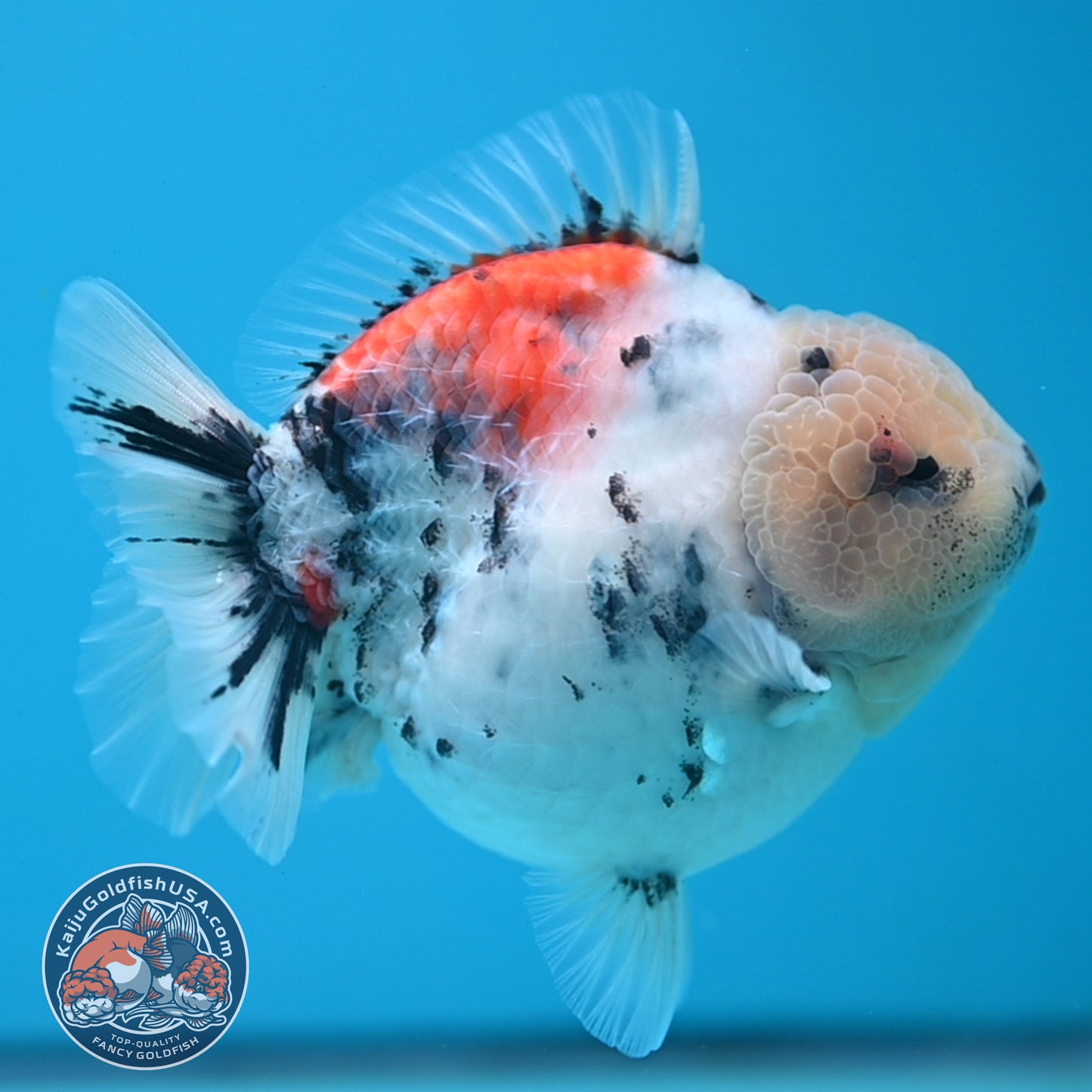 White Tiger Oranda 4 inch Body (250613_OR04)