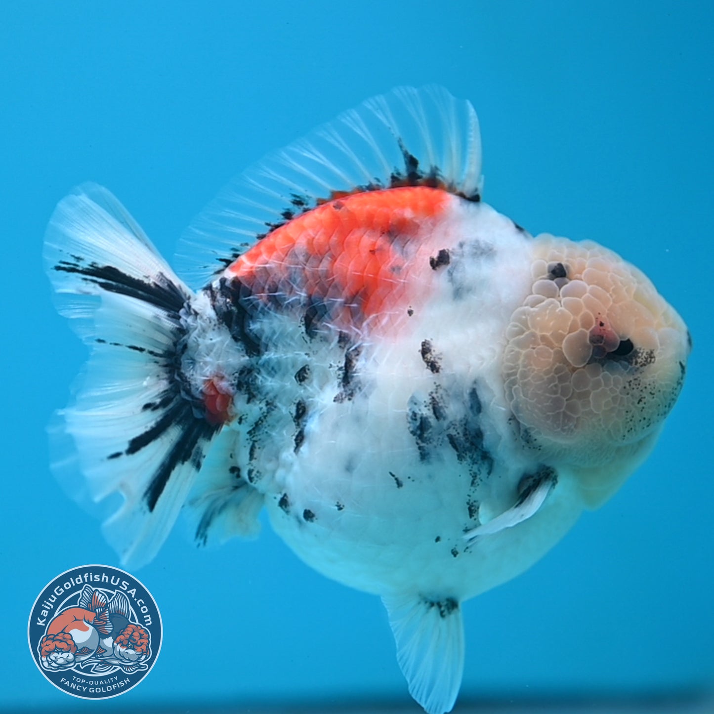 White Tiger Oranda 4 inch Body (250613_OR04)