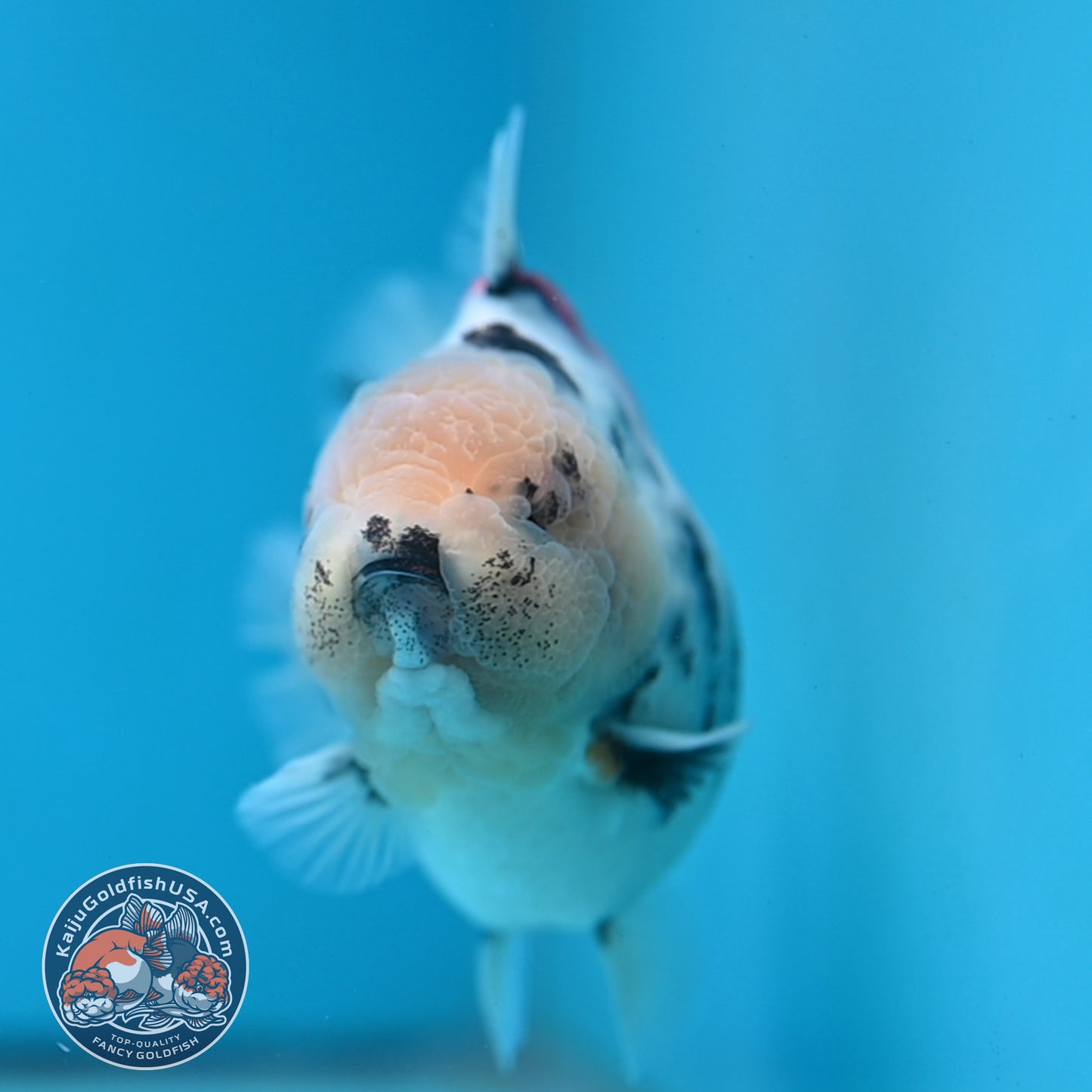 White Tiger Oranda 4 inch Body (250613_OR04)