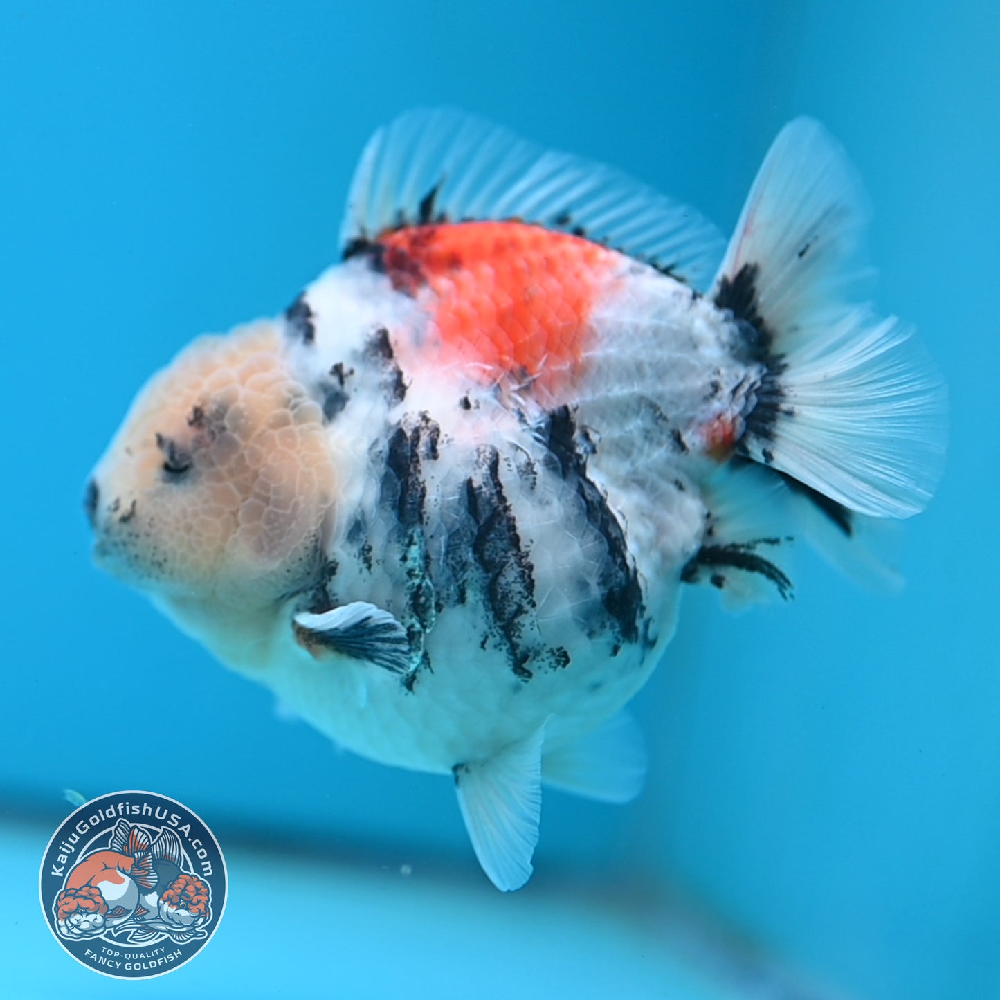 White Tiger Oranda 4 inch Body (250613_OR04)