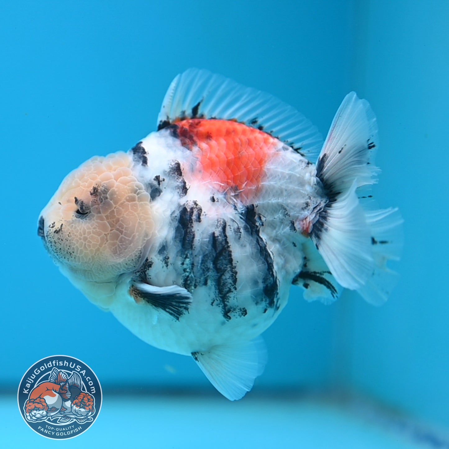 White Tiger Oranda 4 inch Body (250613_OR04)