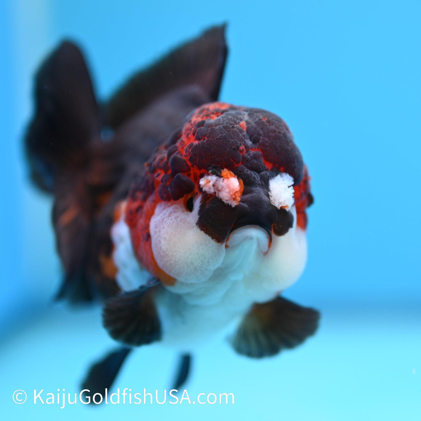 Tricolor YuanBao Oranda 4.5 inches (240510_OR04) - Kaiju Goldfish USA
