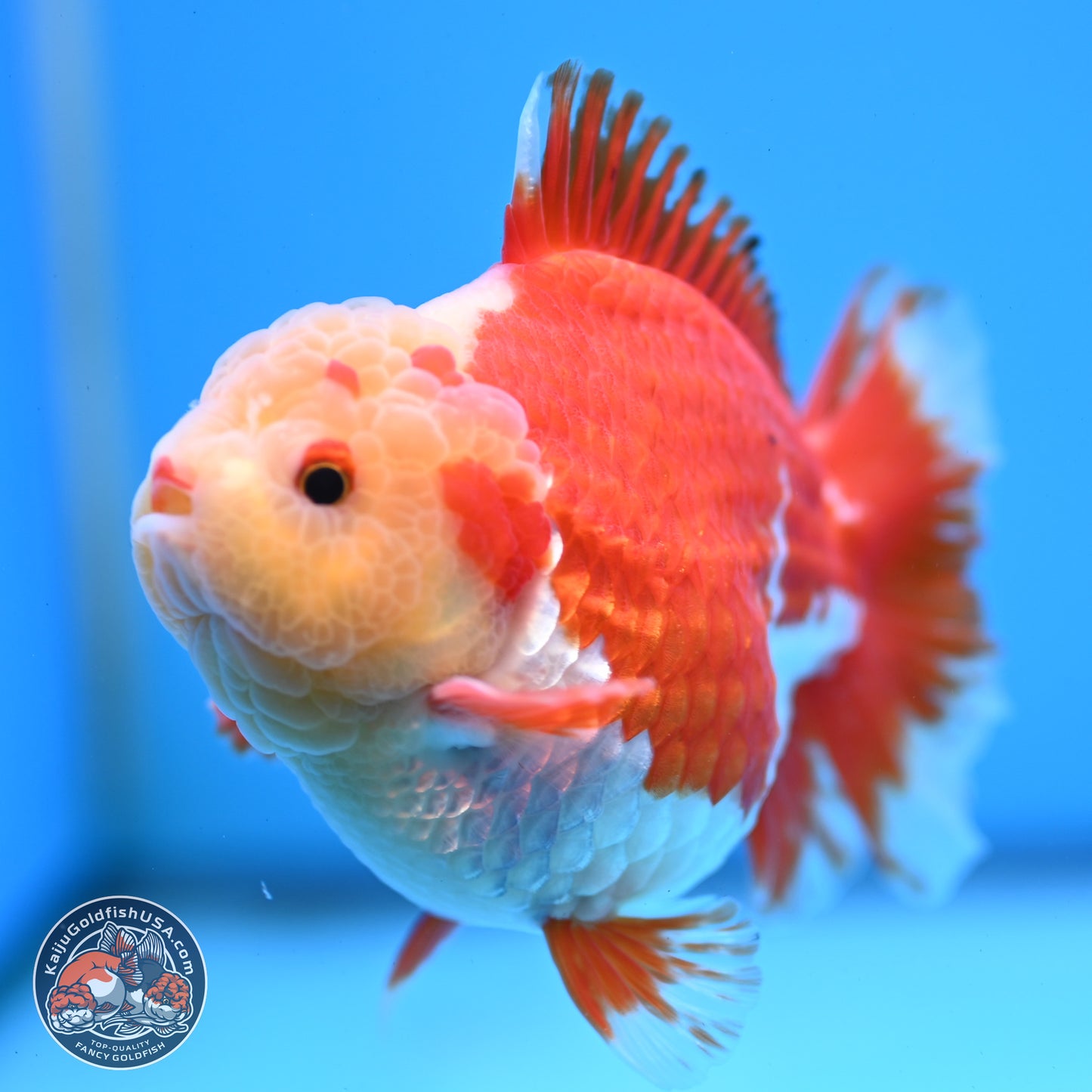 Jade Head Red White YuanBao Oranda 3.5 inches Body - Male (250228_OR04)