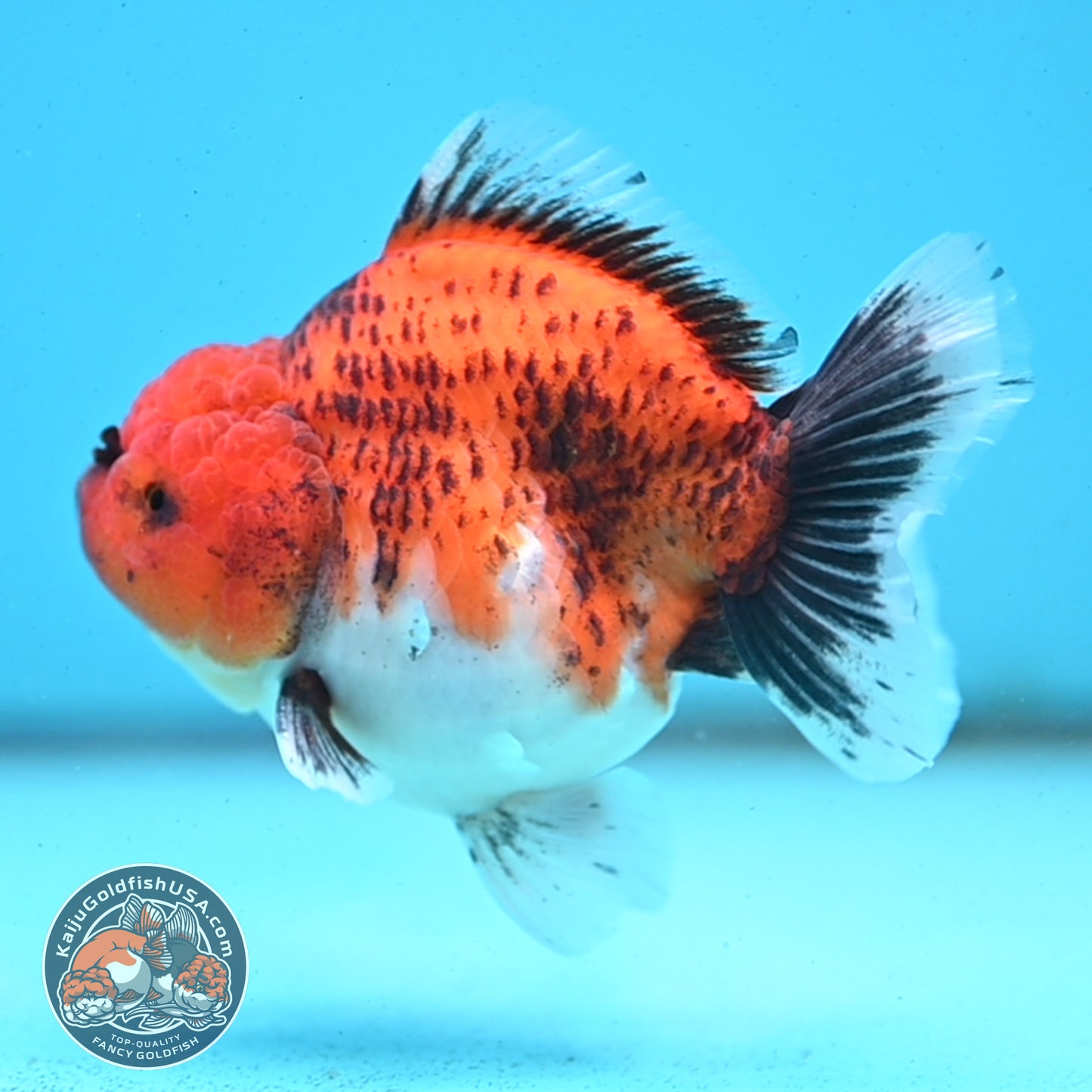Shogun Tiger Oranda 3.5 inches Body - Male (250418_OR04)