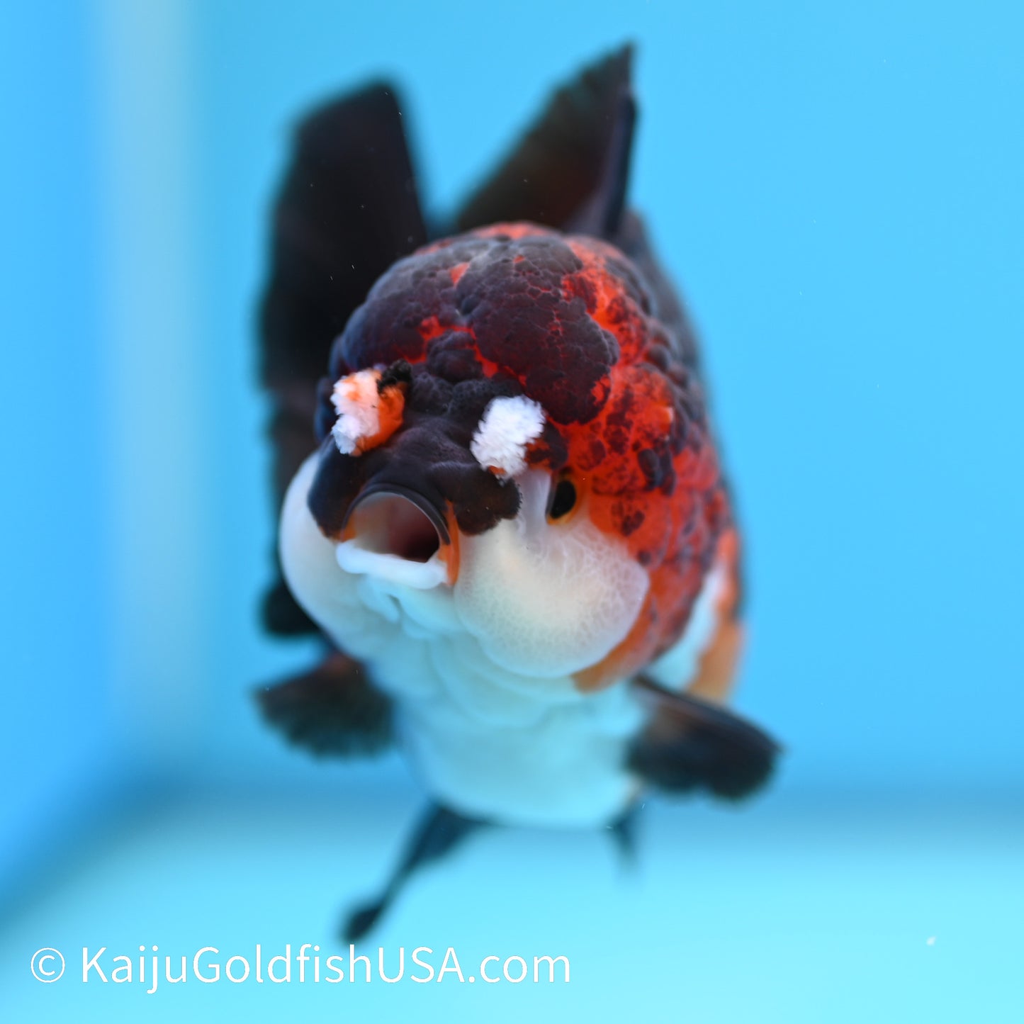 Tricolor YuanBao Oranda 4.5 inches (240510_OR04) - Kaiju Goldfish USA