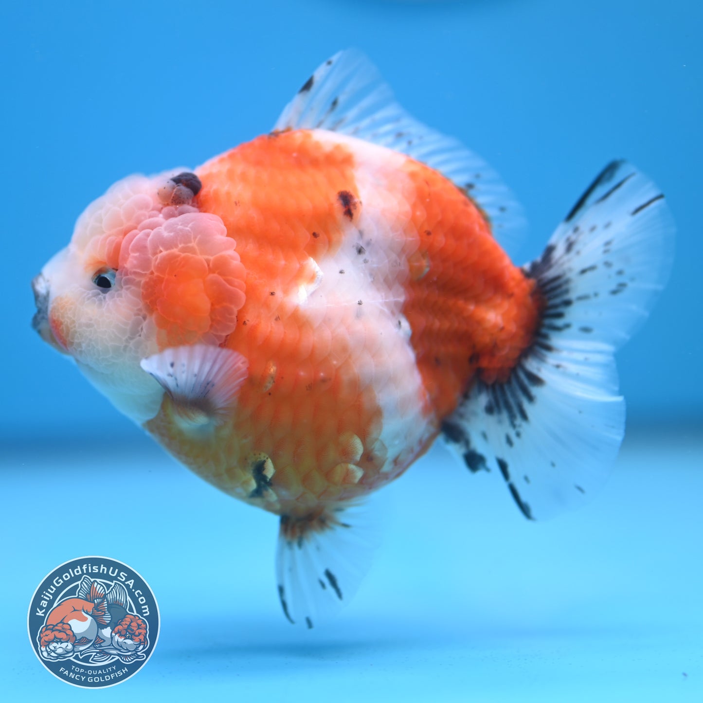 Shogun Tricolor Sakura Oranda 3.8 inches Body (250606_OR04)