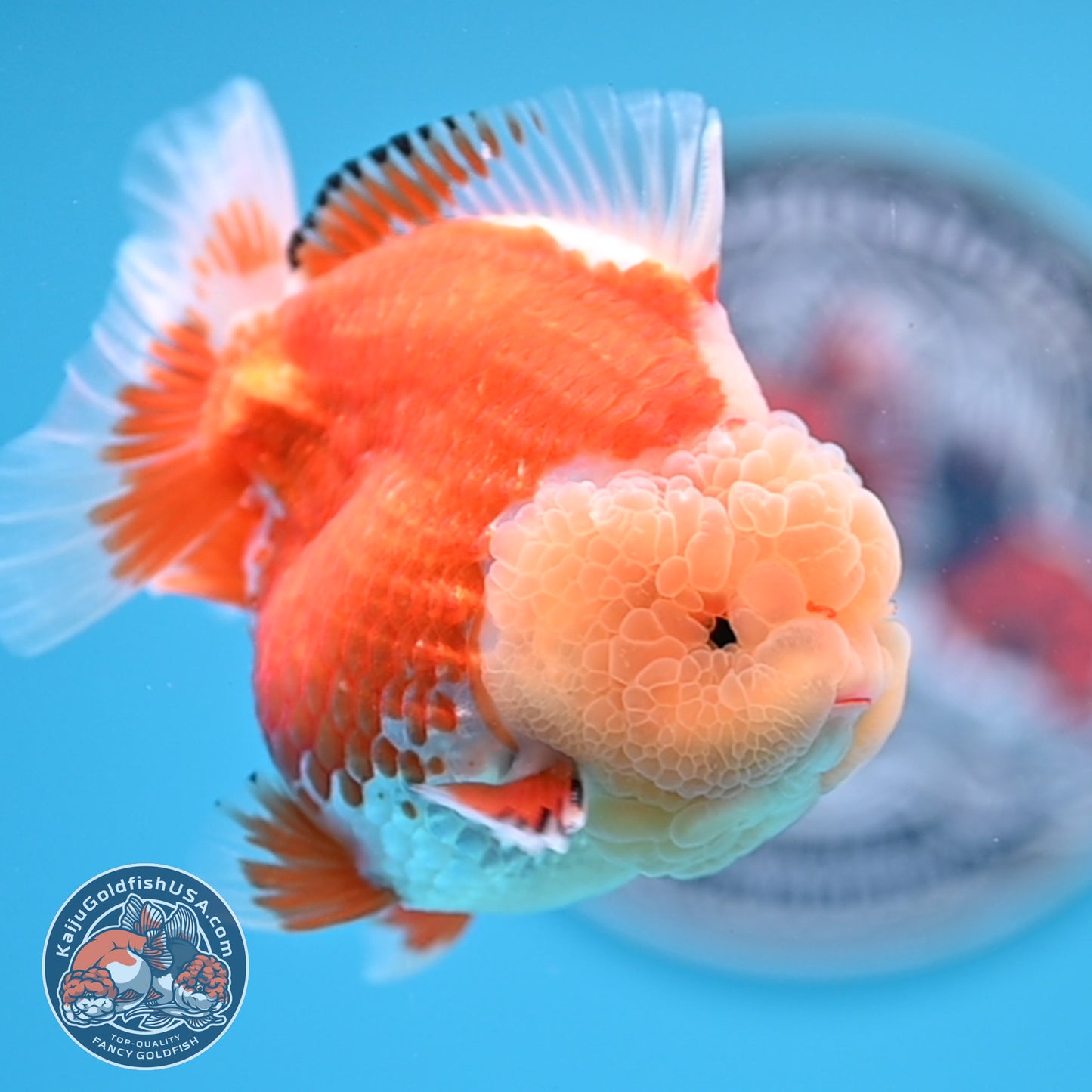 Jade Head Red White Oranda 3.5 inches Body (250523_OR04)