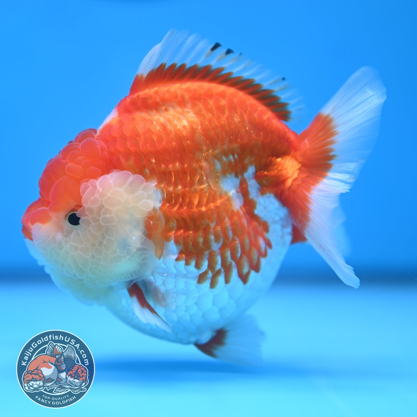 Red White Oranda 4 inches Body (250530_OR04)