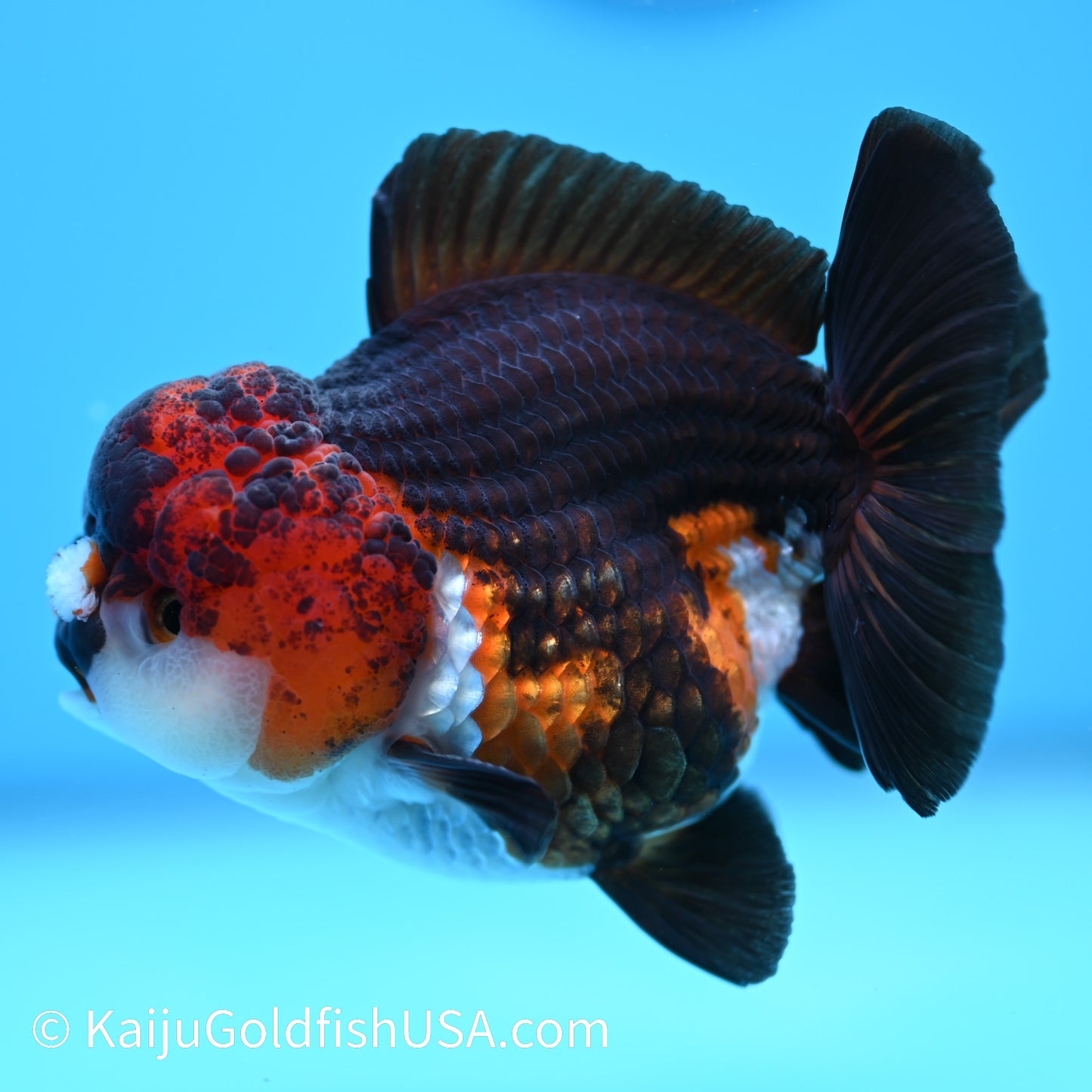 Tricolor YuanBao Oranda 4.5 inches (240510_OR04) - Kaiju Goldfish USA