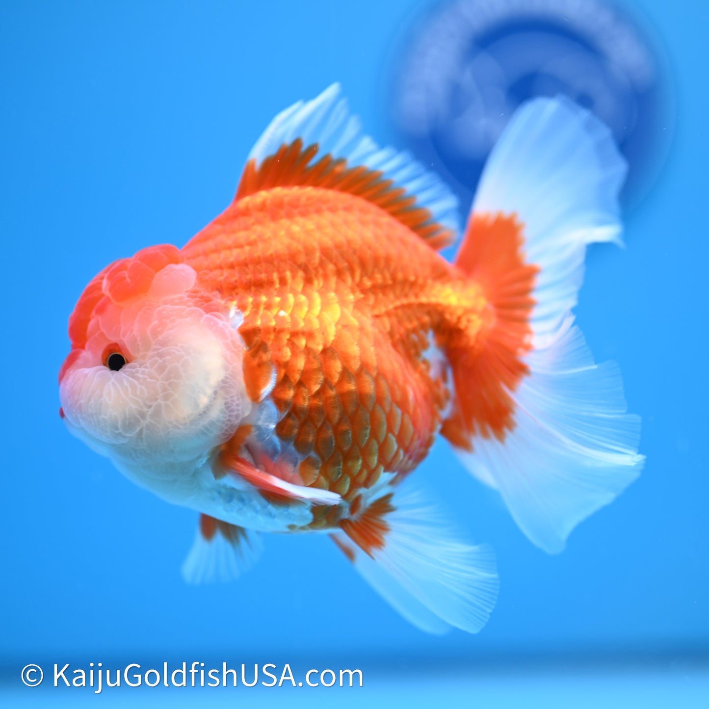 Red White Rose Tail Oranda 4in Body (240621_OR04) - Kaiju Goldfish USA
