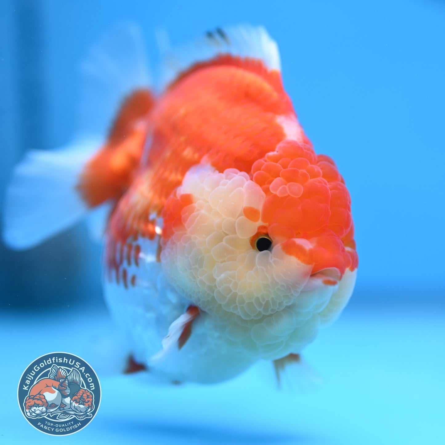 Red White Oranda 4 inches Body (250530_OR04)