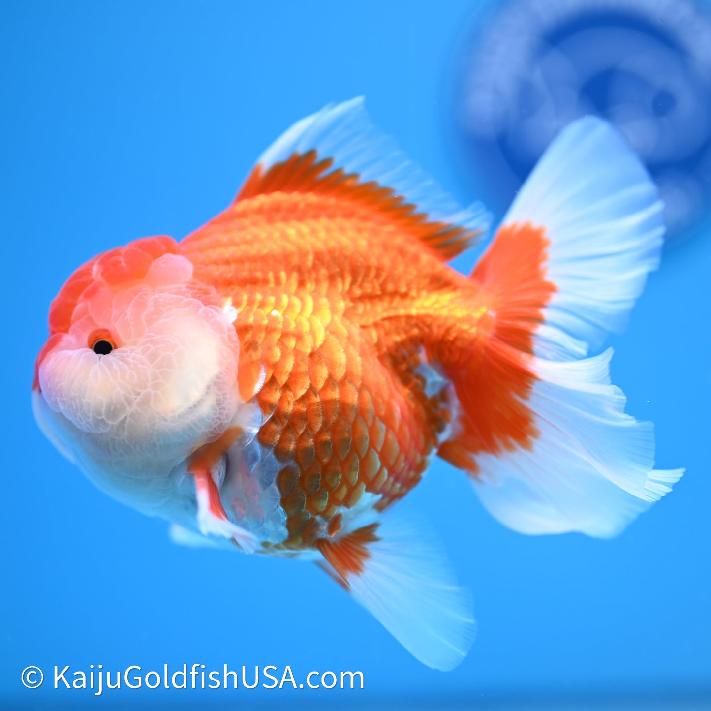 Red White Rose Tail Oranda 4in Body (240621_OR04) - Kaiju Goldfish USA