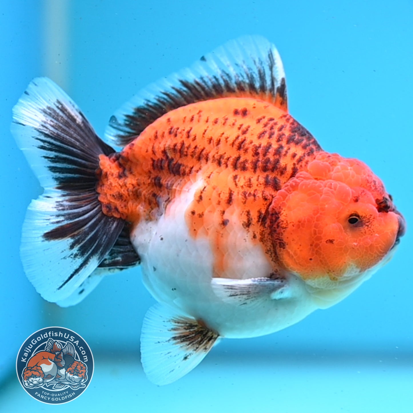 Shogun Tiger Oranda 3.5 inches Body - Male (250418_OR04)