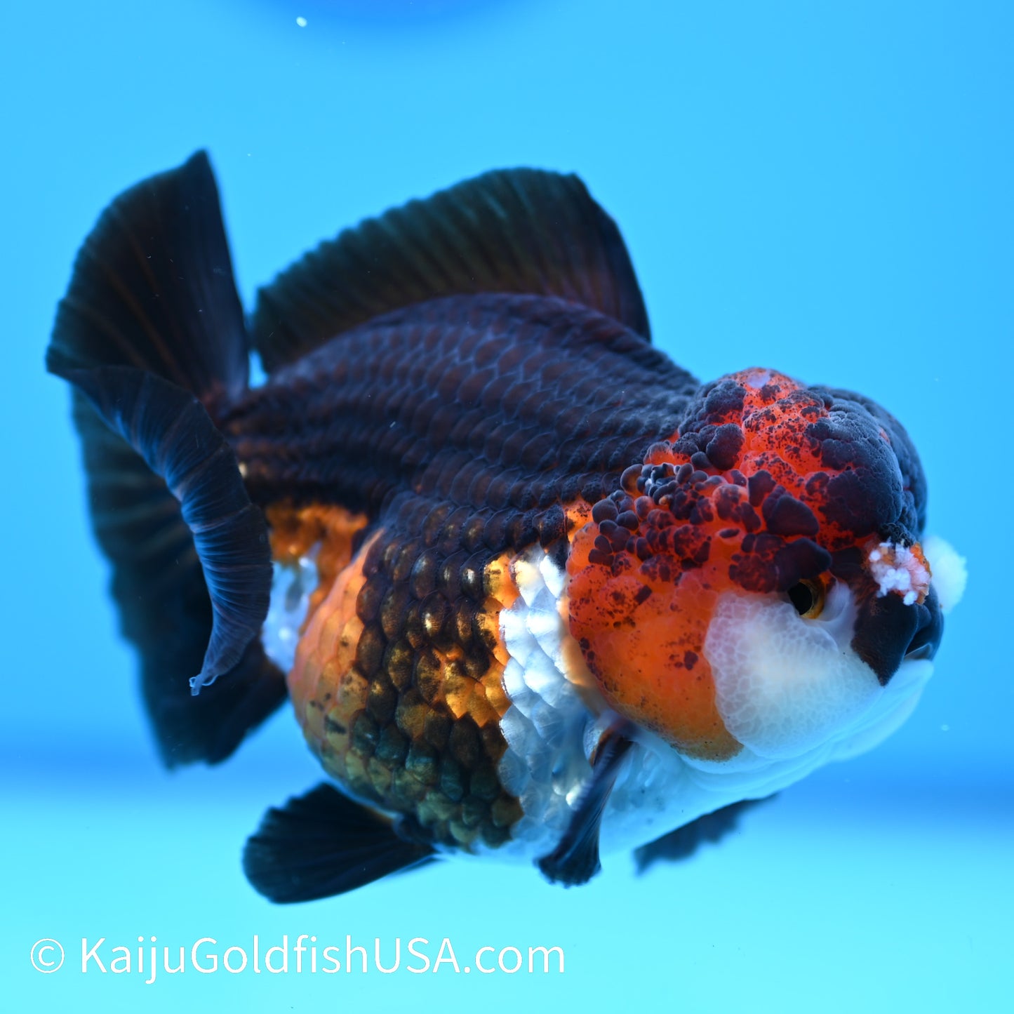 Tricolor YuanBao Oranda 4.5 inches (240510_OR04) - Kaiju Goldfish USA