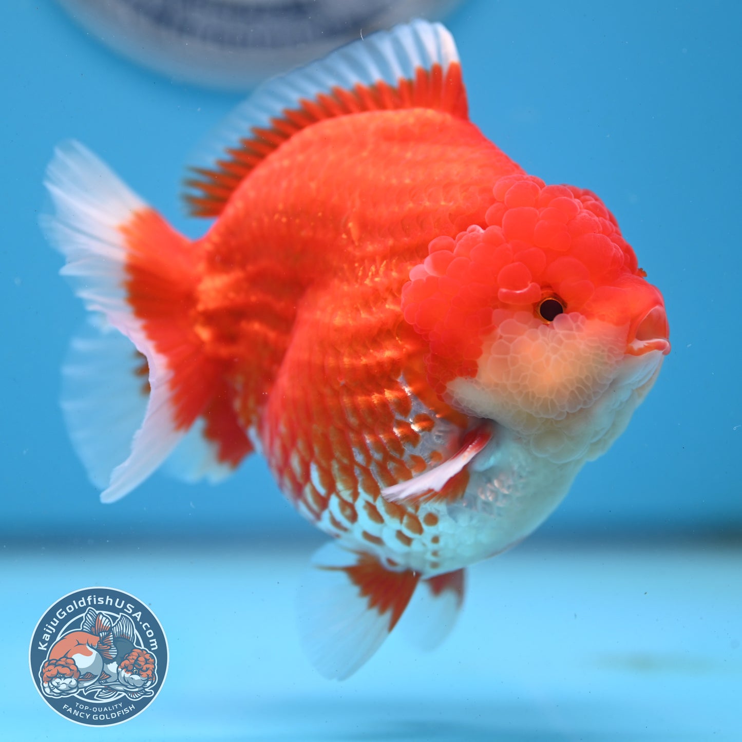Red White YuanBao Oranda 4 inches Body (250509_OR04)