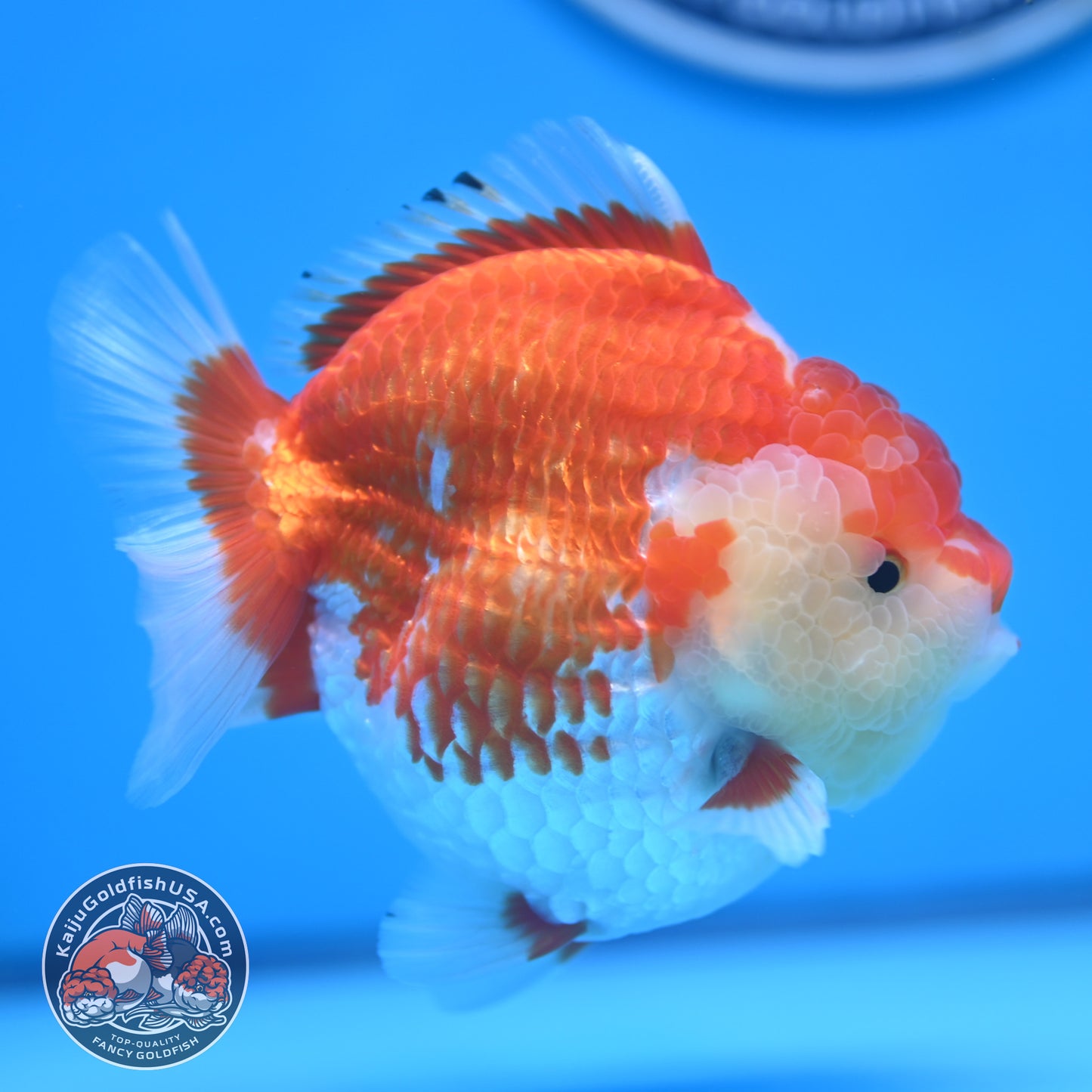 Red White Oranda 4 inches Body (250530_OR04)