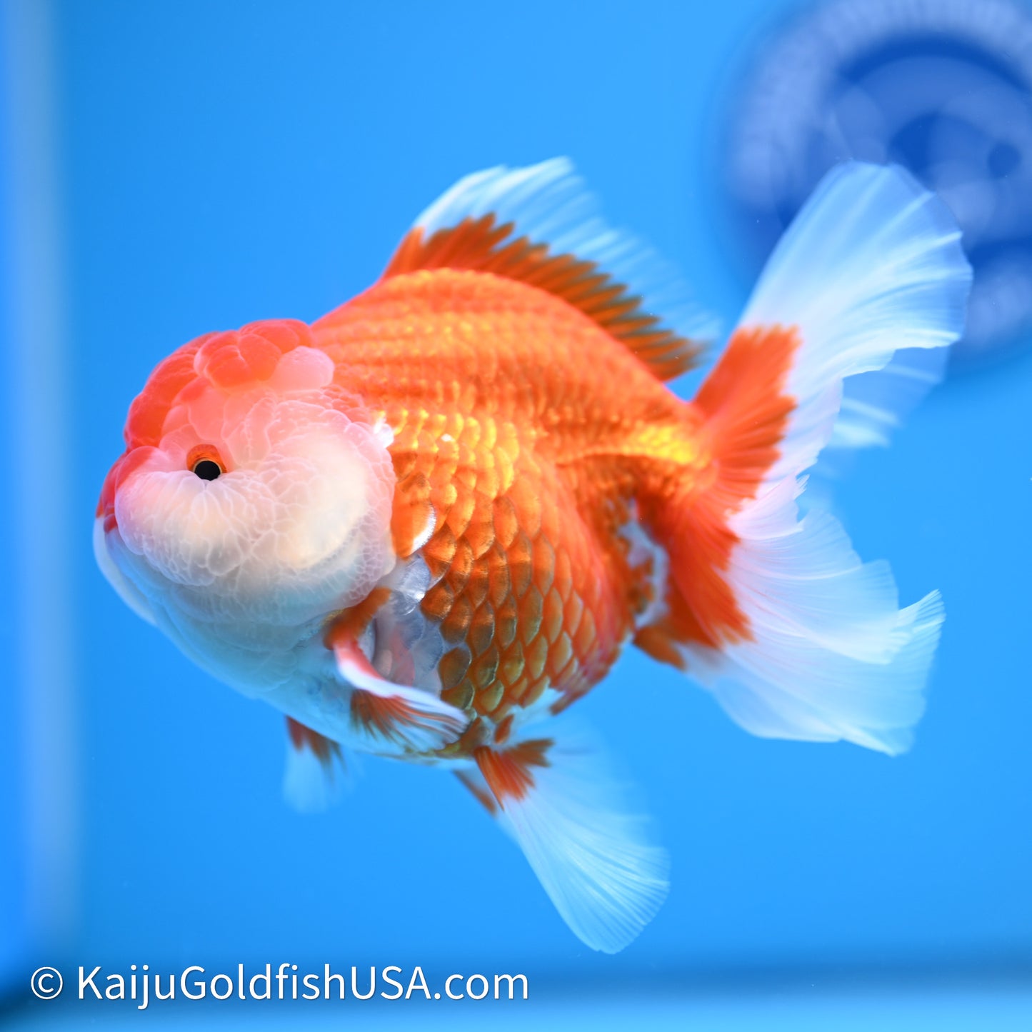 Red White Rose Tail Oranda 4in Body (240621_OR04) - Kaiju Goldfish USA