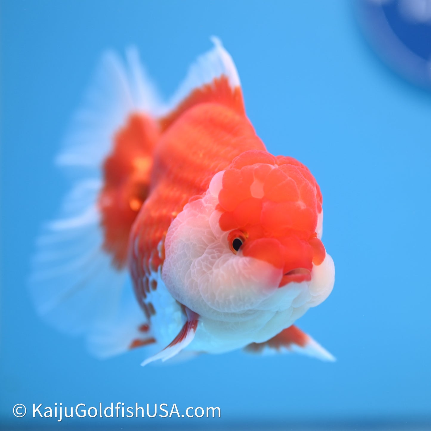 Red White Rose Tail Oranda 4in Body (240621_OR04) - Kaiju Goldfish USA
