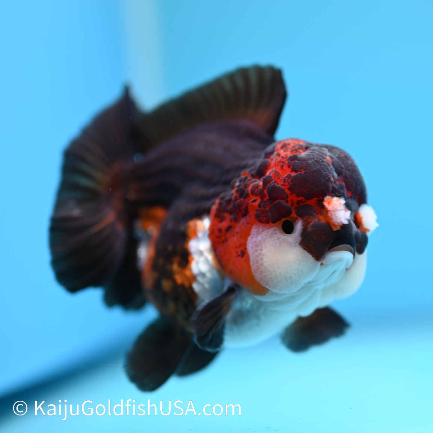 Tricolor YuanBao Oranda 4.5 inches (240510_OR04) - Kaiju Goldfish USA