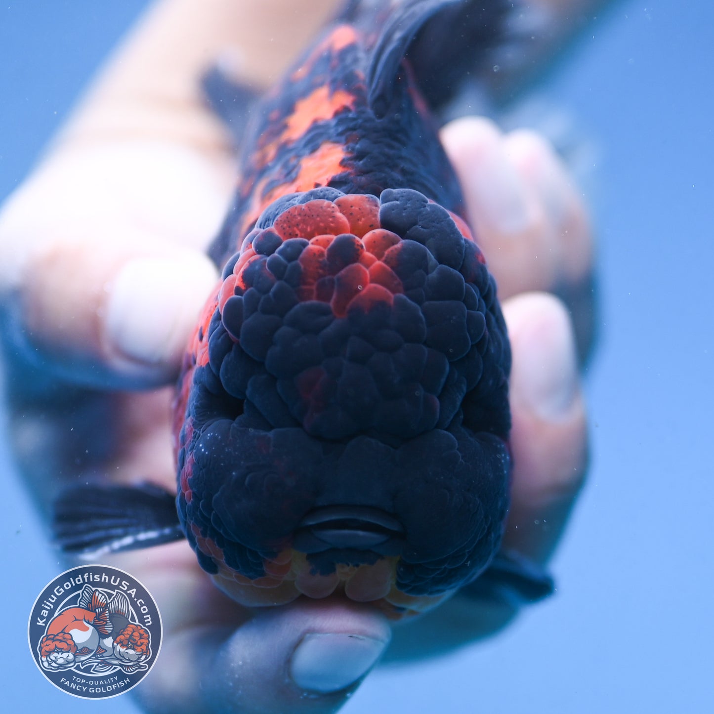 Heavy Ink Rose Tail Tiger Oranda 4 inch Body (250912_OR04)