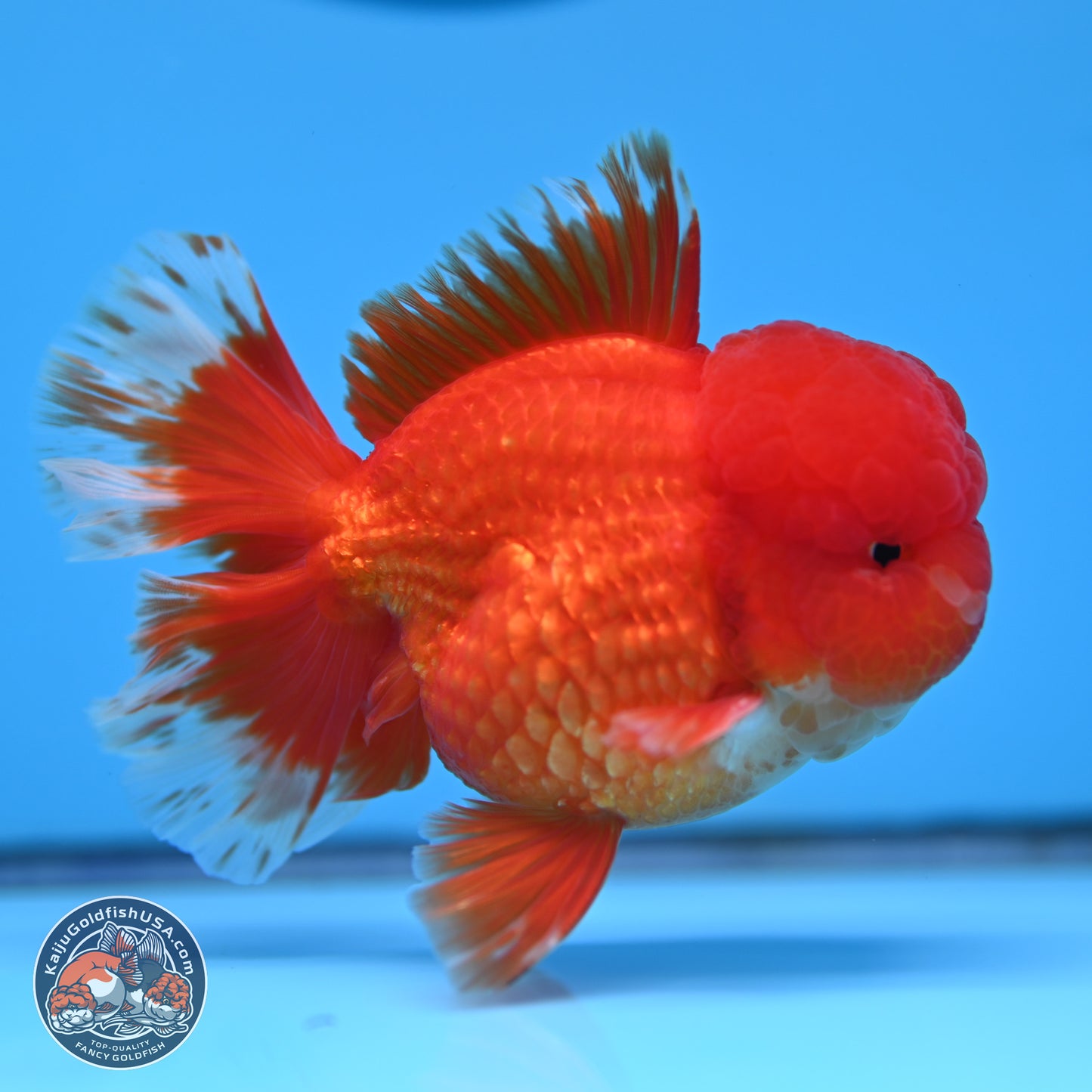 Red White Rose Tail Oranda 3.5 inches Body - Male (250314_OR04)