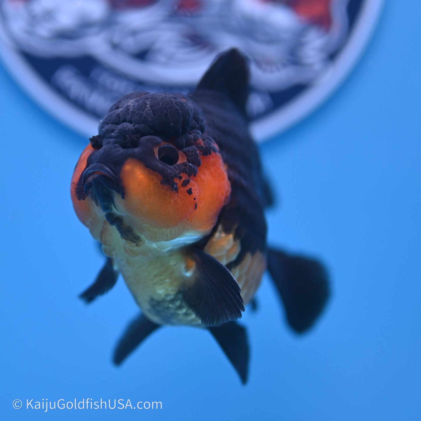Shogun Godzilla Apache Oranda 3.5in Body (240719_OR04) - Kaiju Goldfish USA
