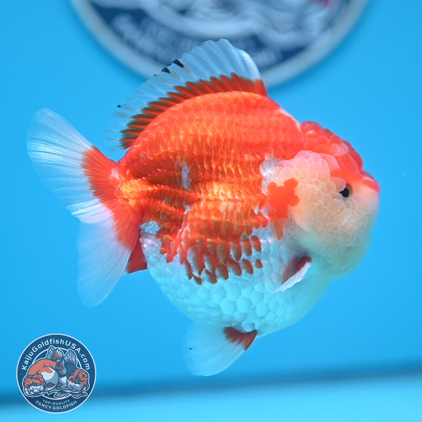 Red White Oranda 4 inches Body (250530_OR04)