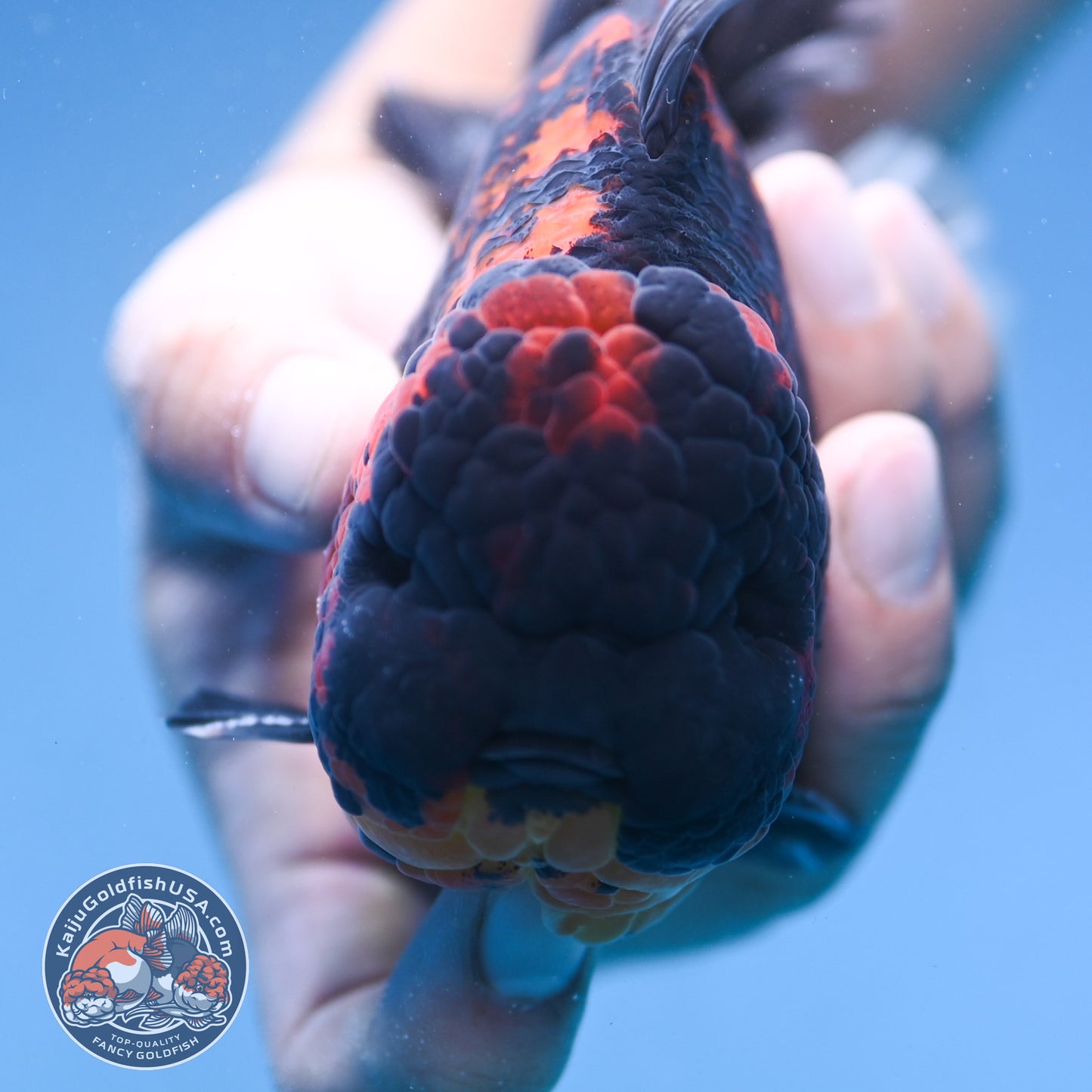 Heavy Ink Rose Tail Tiger Oranda 4 inch Body (250912_OR04)