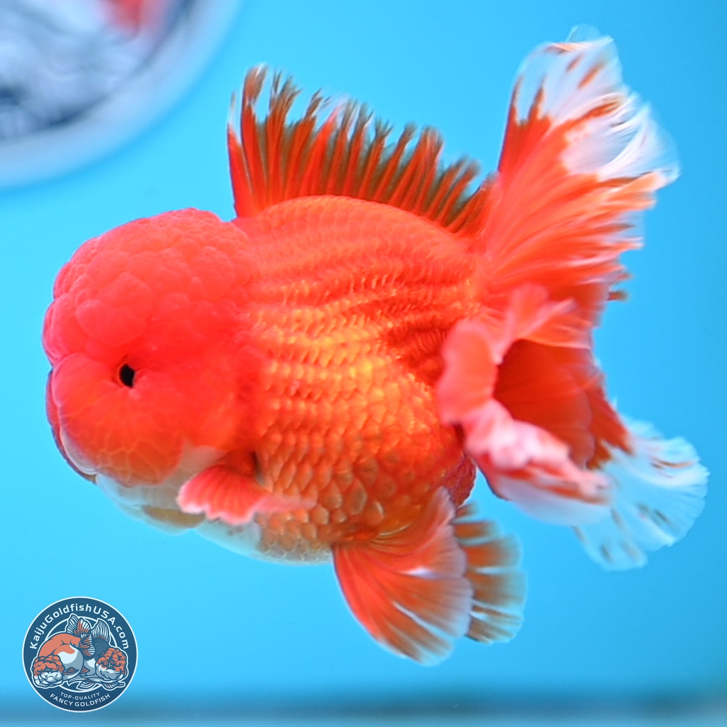 Red White Rose Tail Oranda 3.5 inches Body - Male (250314_OR04)