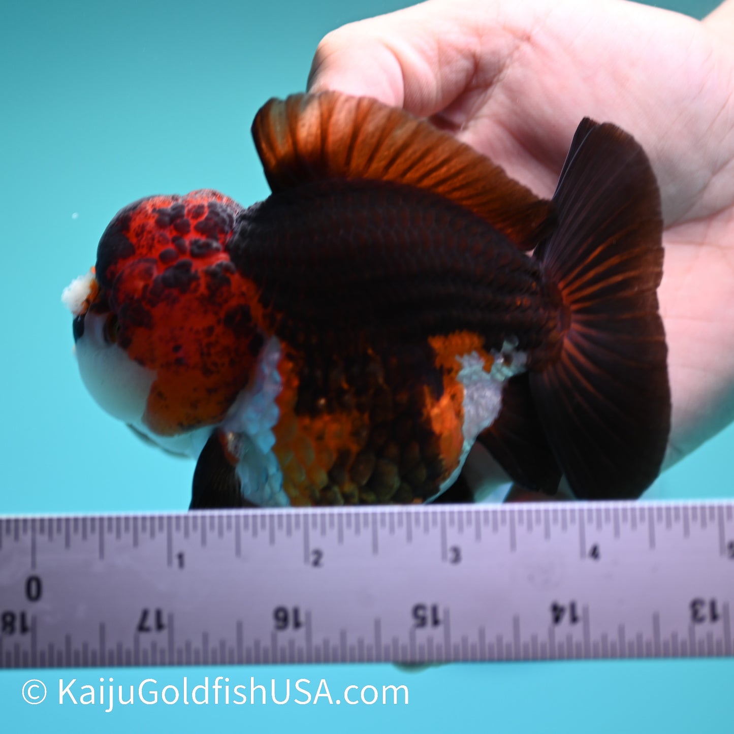 Tricolor YuanBao Oranda 4.5 inches (240510_OR04) - Kaiju Goldfish USA