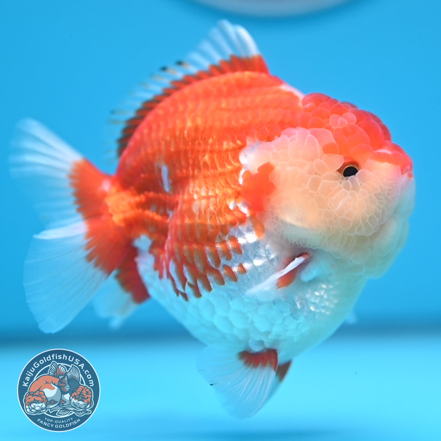 Red White Oranda 4 inches Body (250530_OR04)