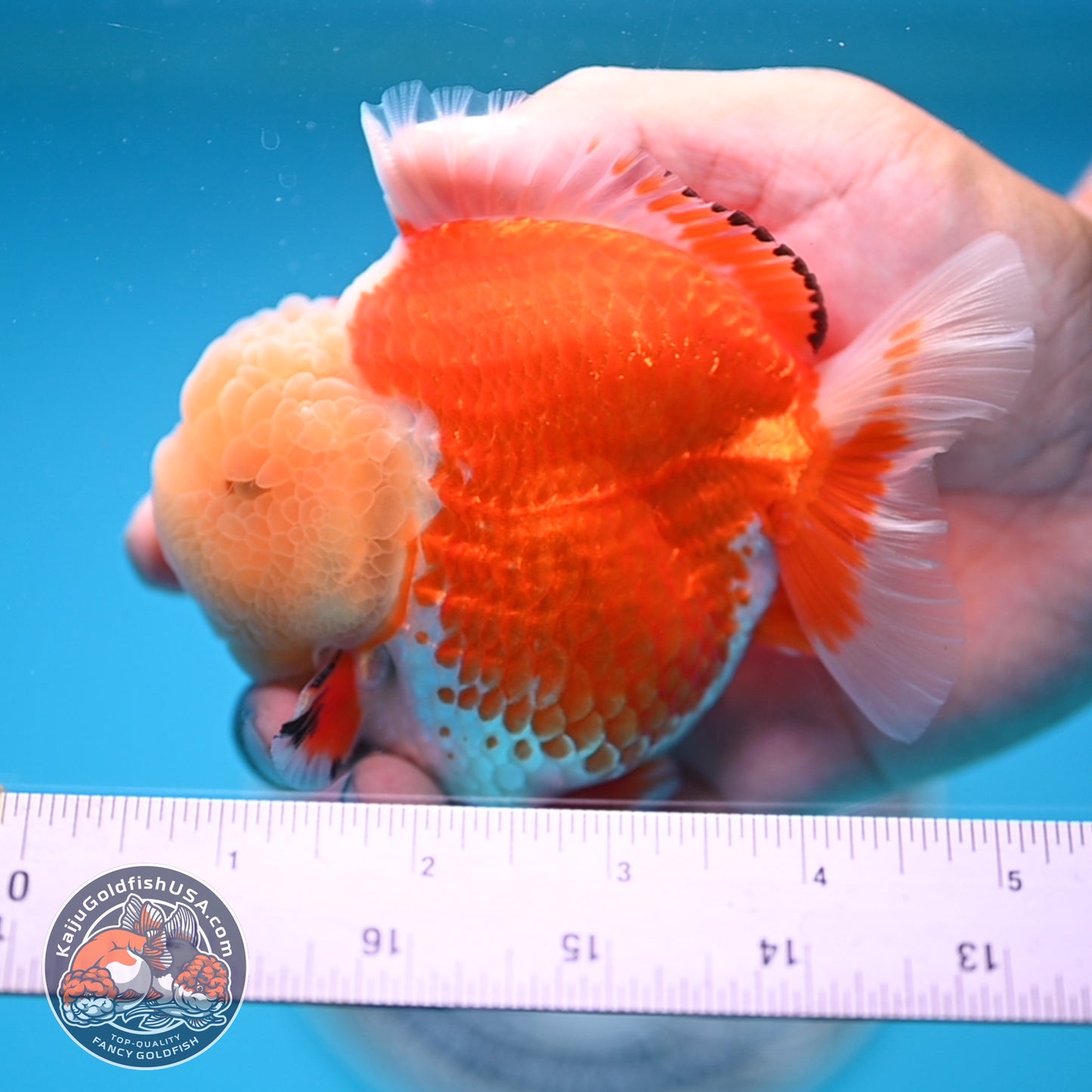 Jade Head Red White Oranda 3.5 inches Body (250523_OR04)