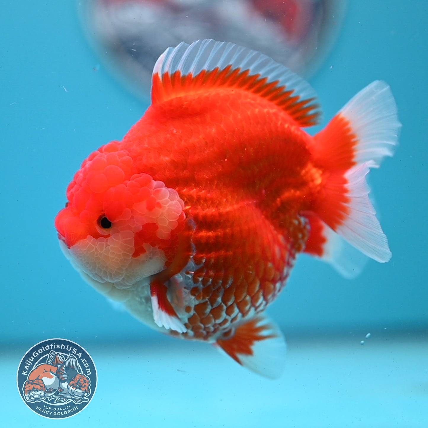 Red White YuanBao Oranda 4 inches Body (250509_OR04)