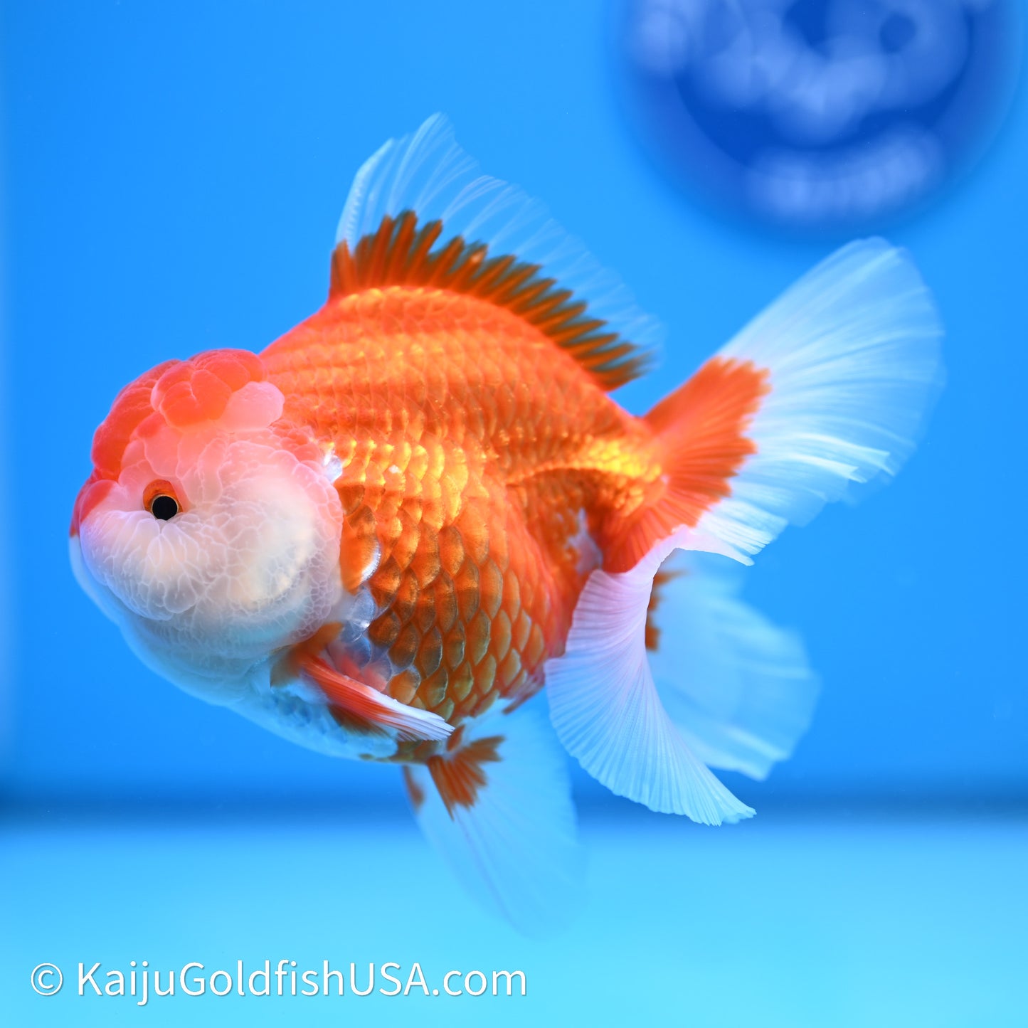 Red White Rose Tail Oranda 4in Body (240621_OR04) - Kaiju Goldfish USA