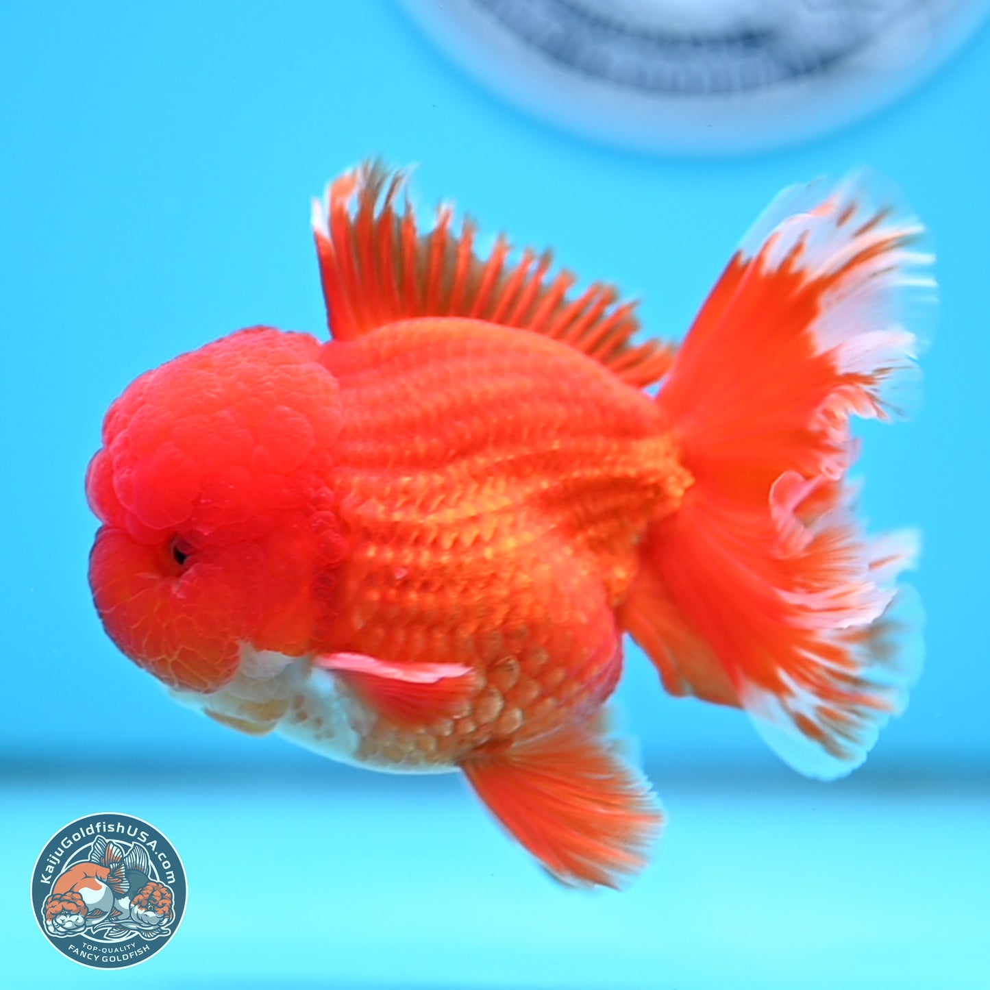 Red White Rose Tail Oranda 3.5 inches Body - Male (250314_OR04)