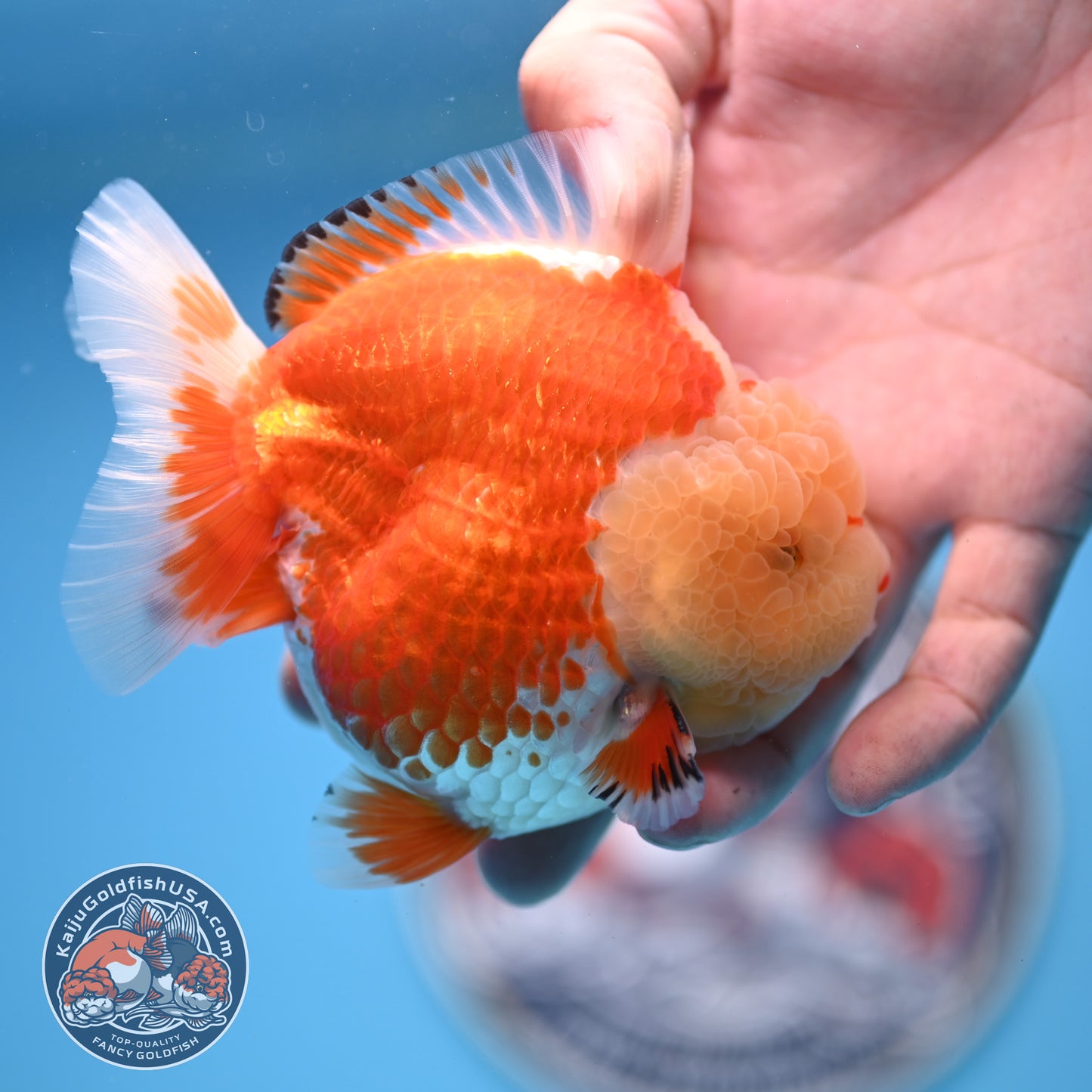 Jade Head Red White Oranda 3.5 inches Body (250523_OR04)