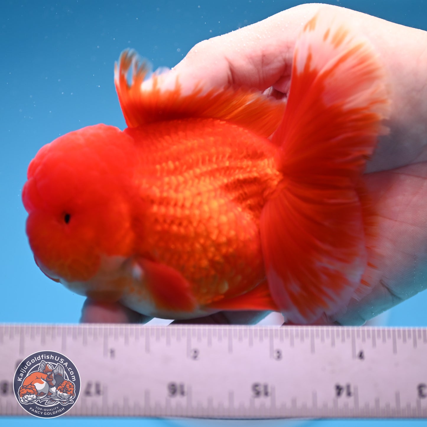 Red White Rose Tail Oranda 3.5 inches Body - Male (250314_OR04)