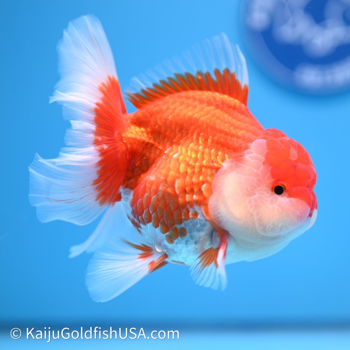 Red White Rose Tail Oranda 4in Body (240621_OR04) - Kaiju Goldfish USA