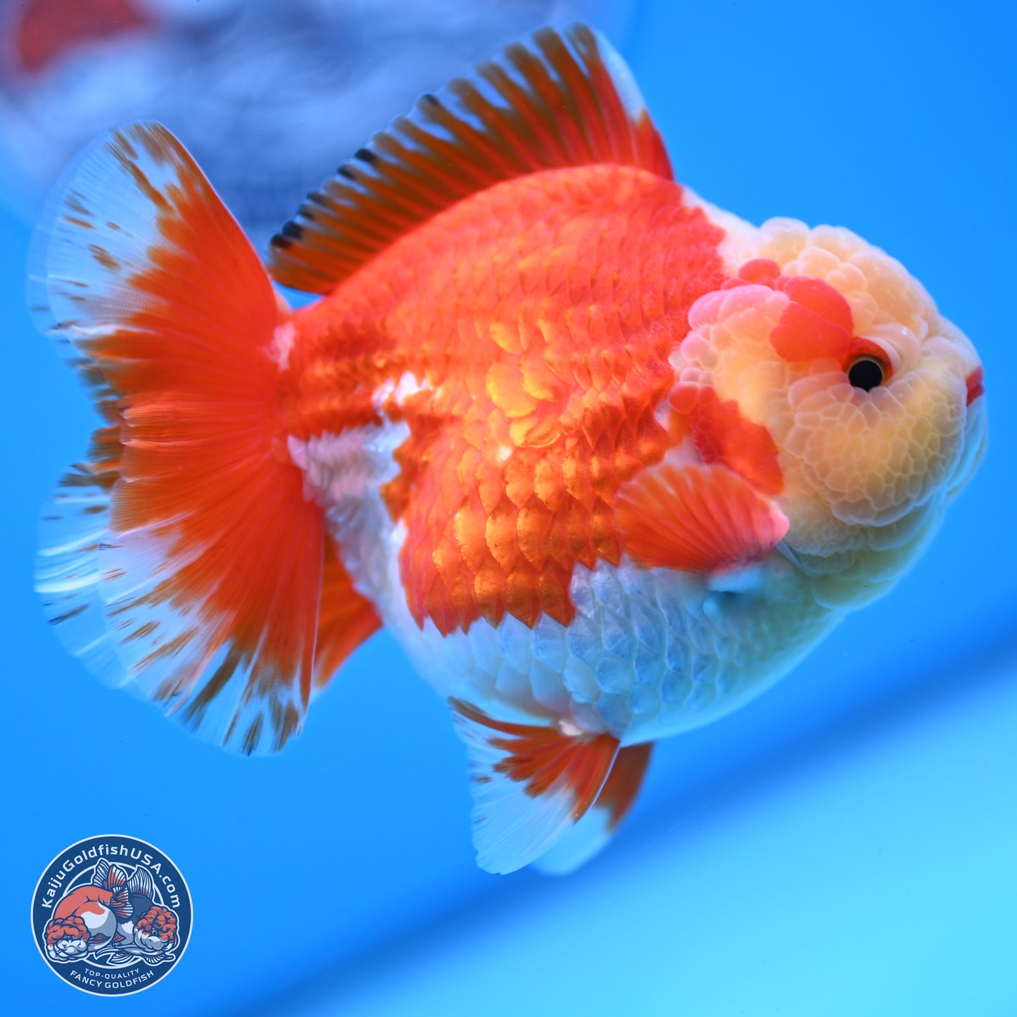 Jade Head Red White YuanBao Oranda 3.5 inches Body - Male (250228_OR04)