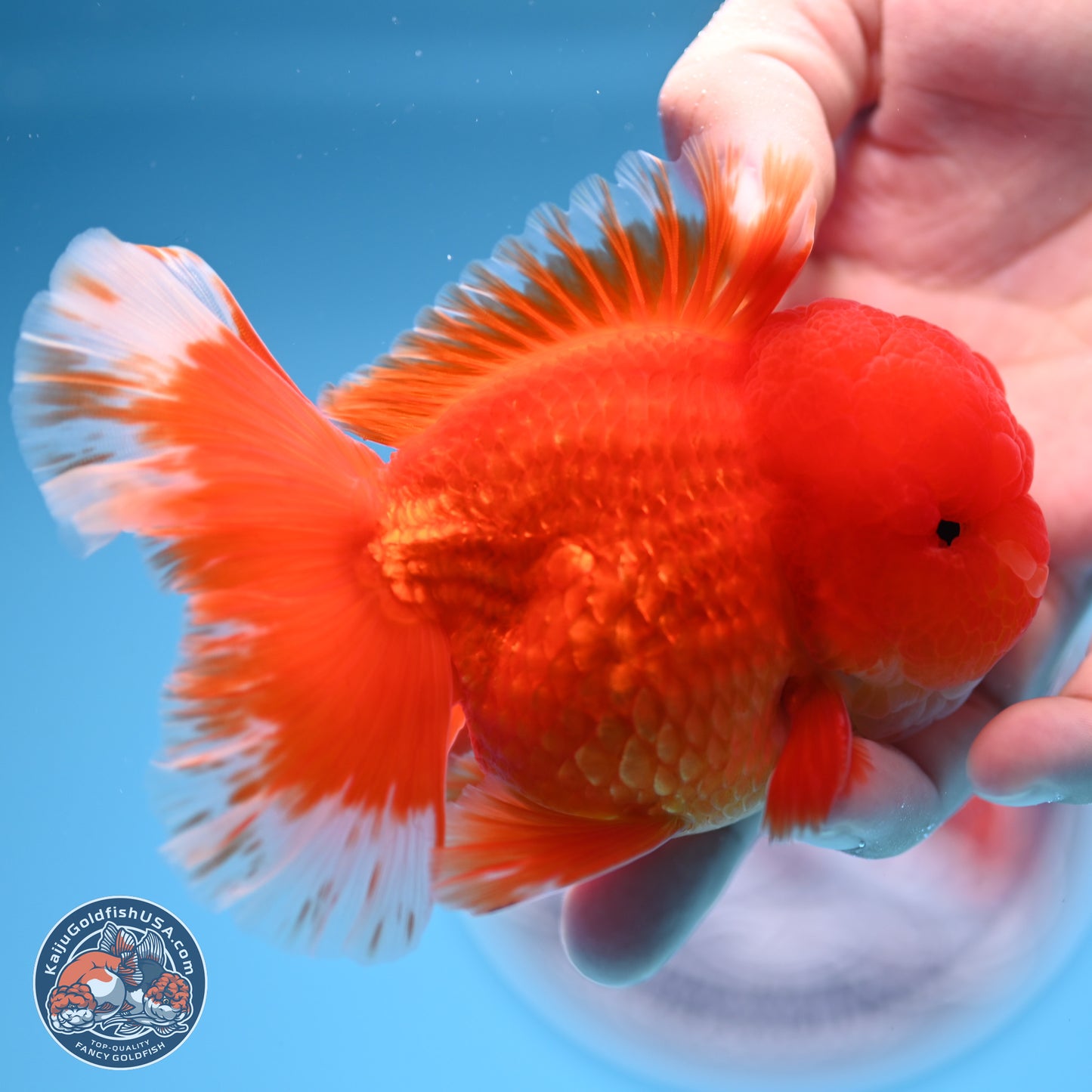 Red White Rose Tail Oranda 3.5 inches Body - Male (250314_OR04)