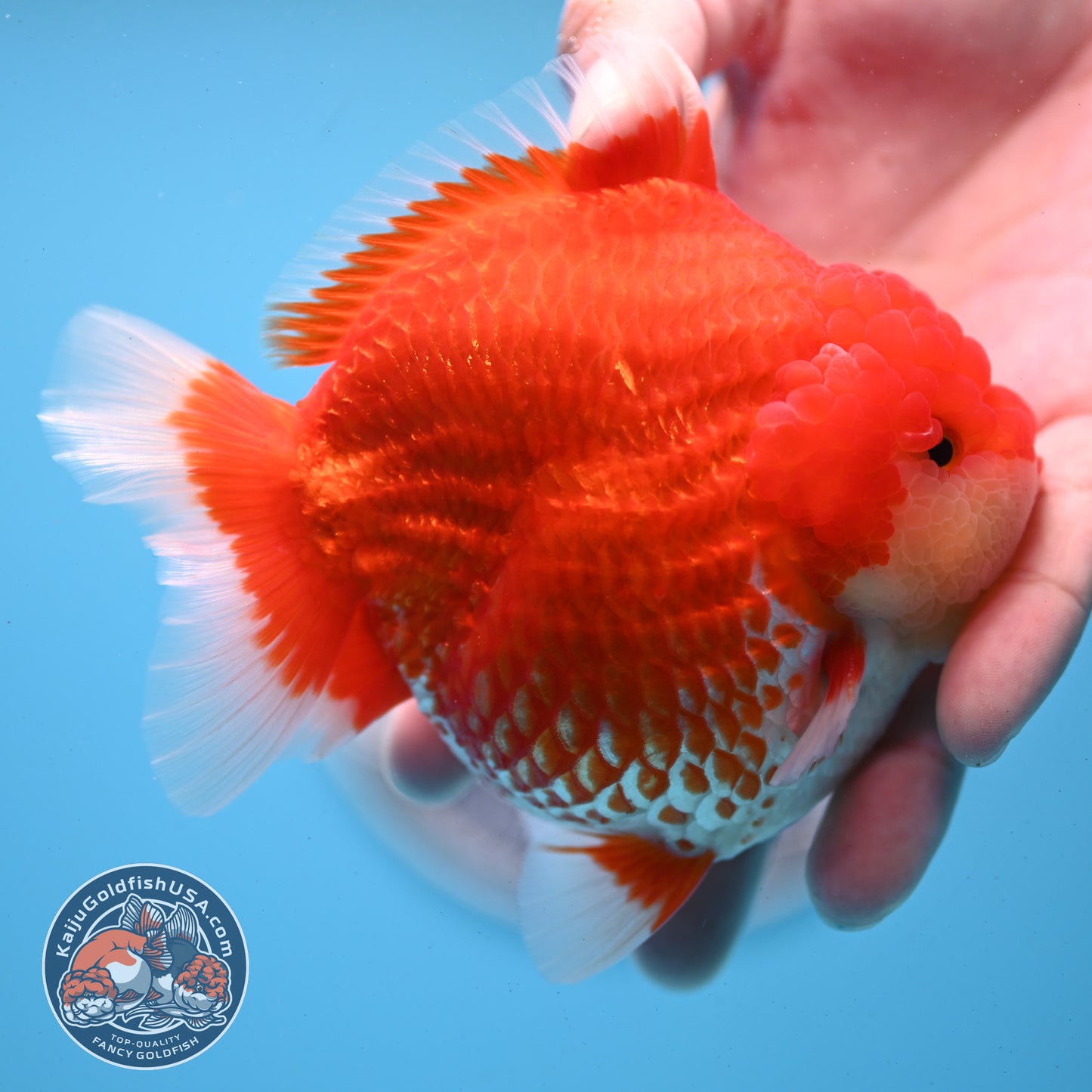 Red White YuanBao Oranda 4 inches Body (250509_OR04)