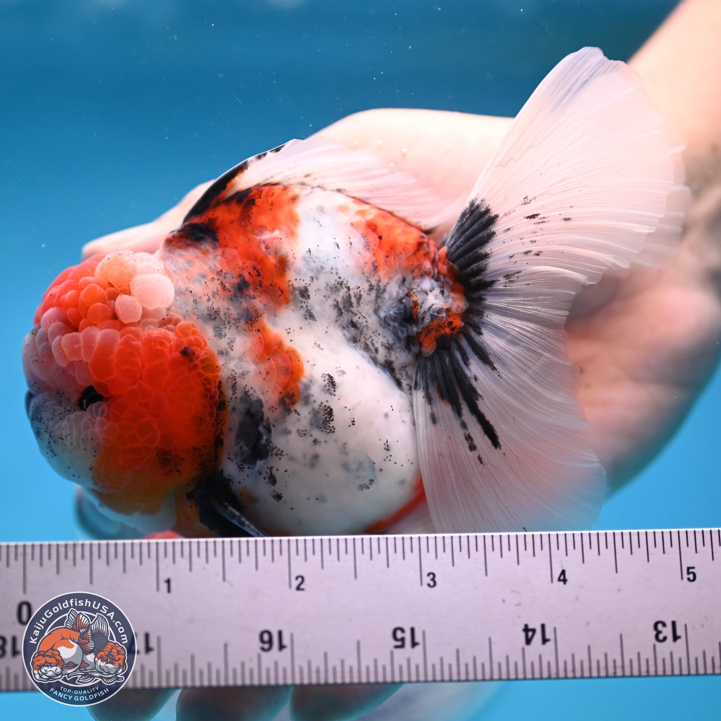 Tricolor Tiger Rose Tail Oranda 3.5 inches Body - Male (250404_OR04)