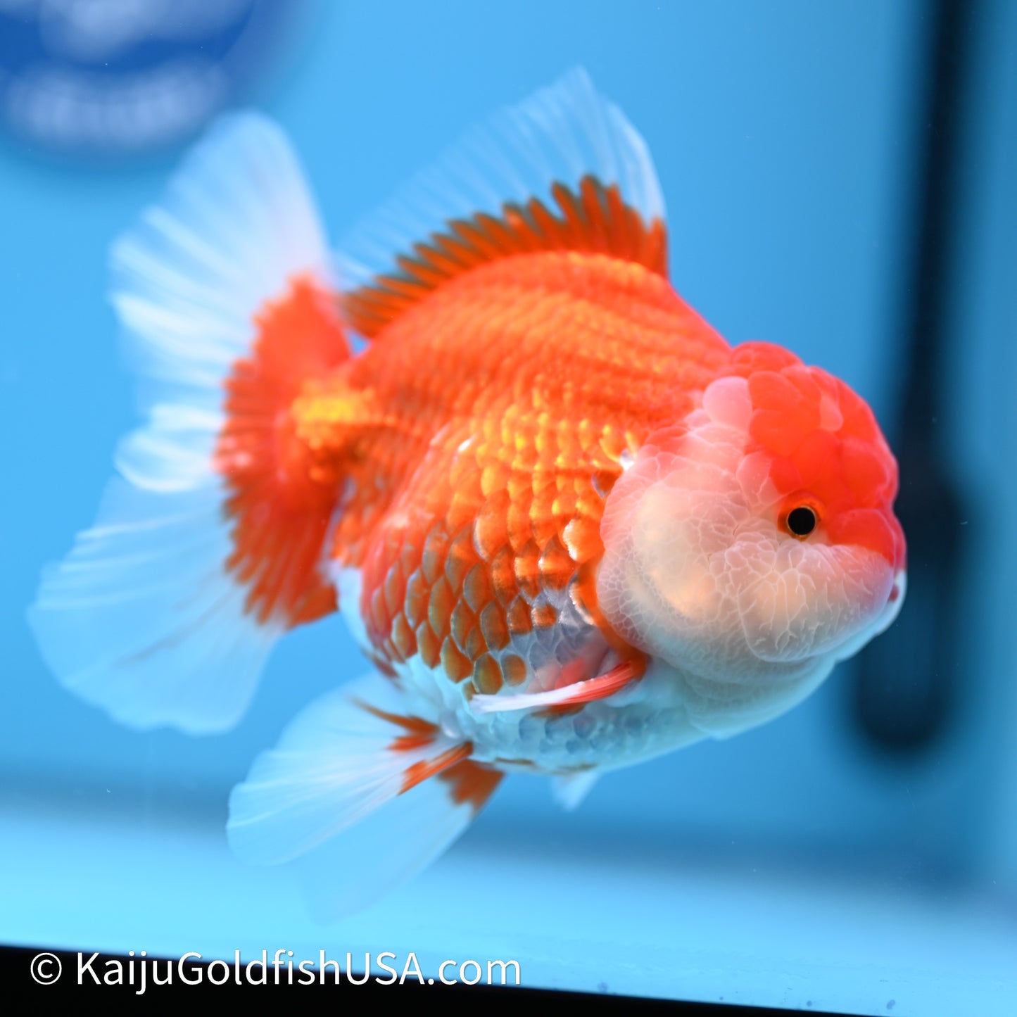 Red White Rose Tail Oranda 4in Body (240621_OR04) - Kaiju Goldfish USA