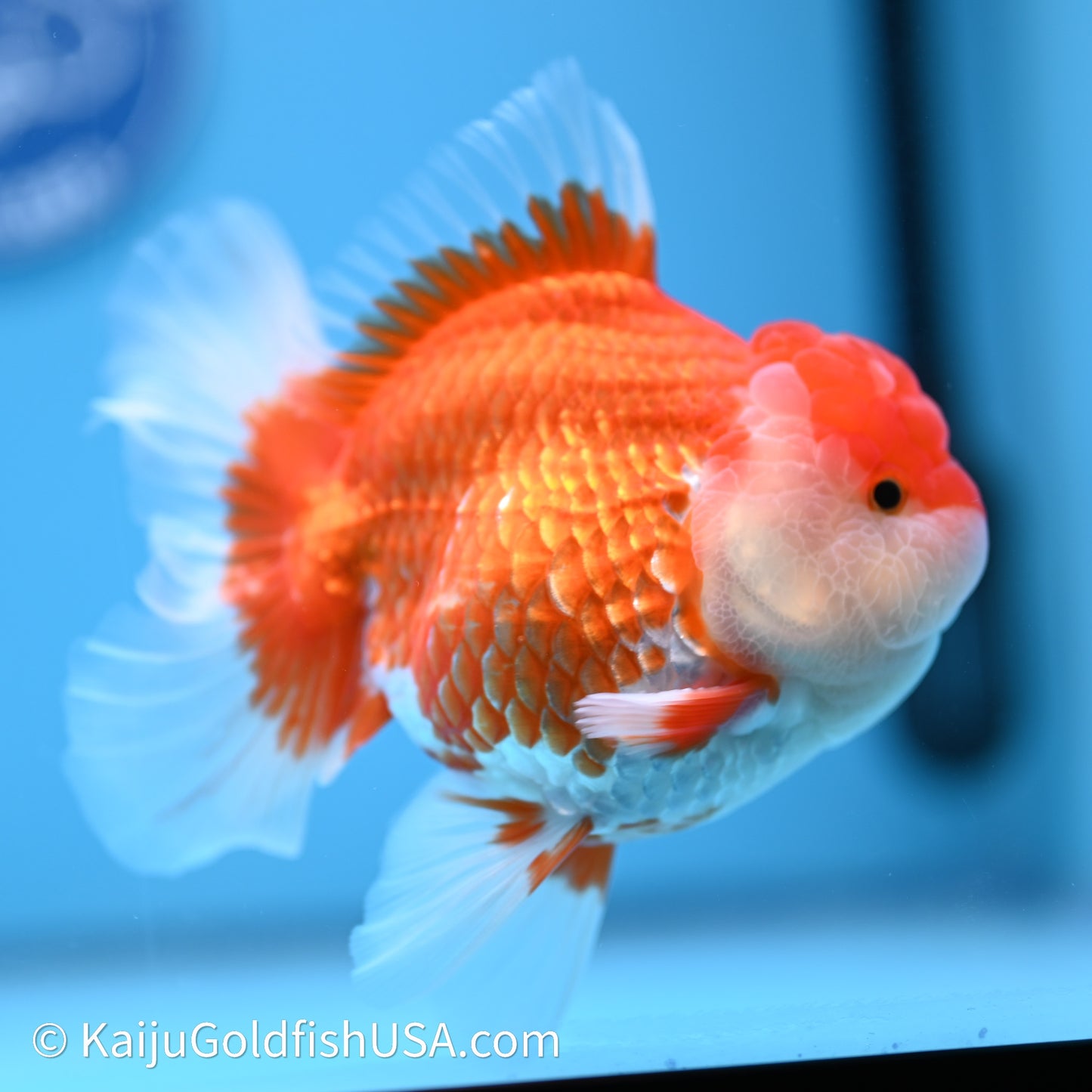 Red White Rose Tail Oranda 4in Body (240621_OR04) - Kaiju Goldfish USA