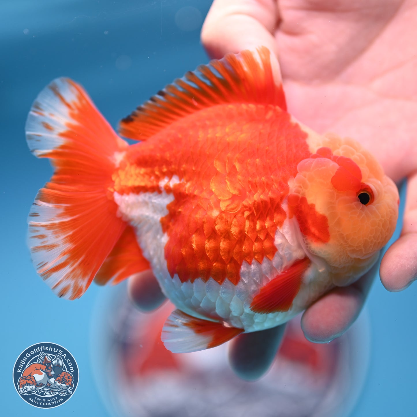 Jade Head Red White YuanBao Oranda 3.5 inches Body - Male (250228_OR04)