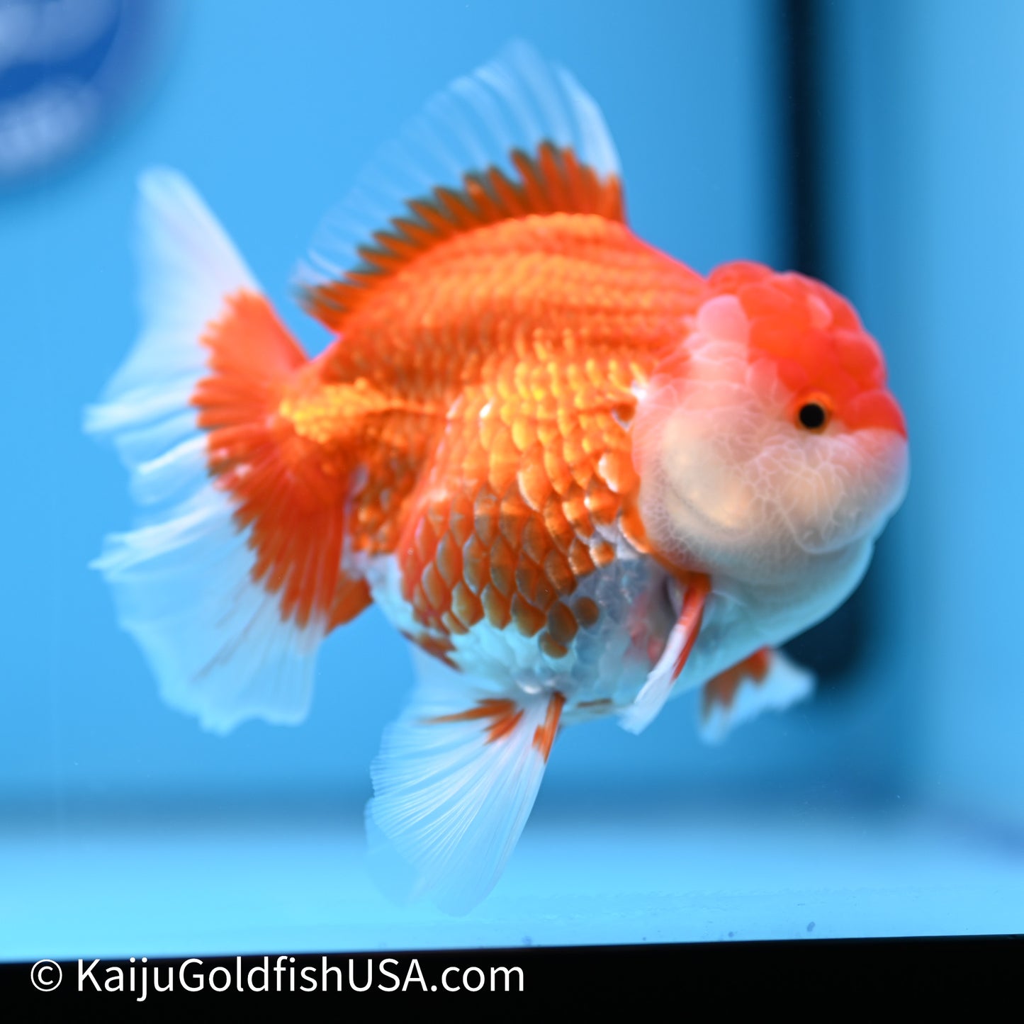 Red White Rose Tail Oranda 4in Body (240621_OR04) - Kaiju Goldfish USA