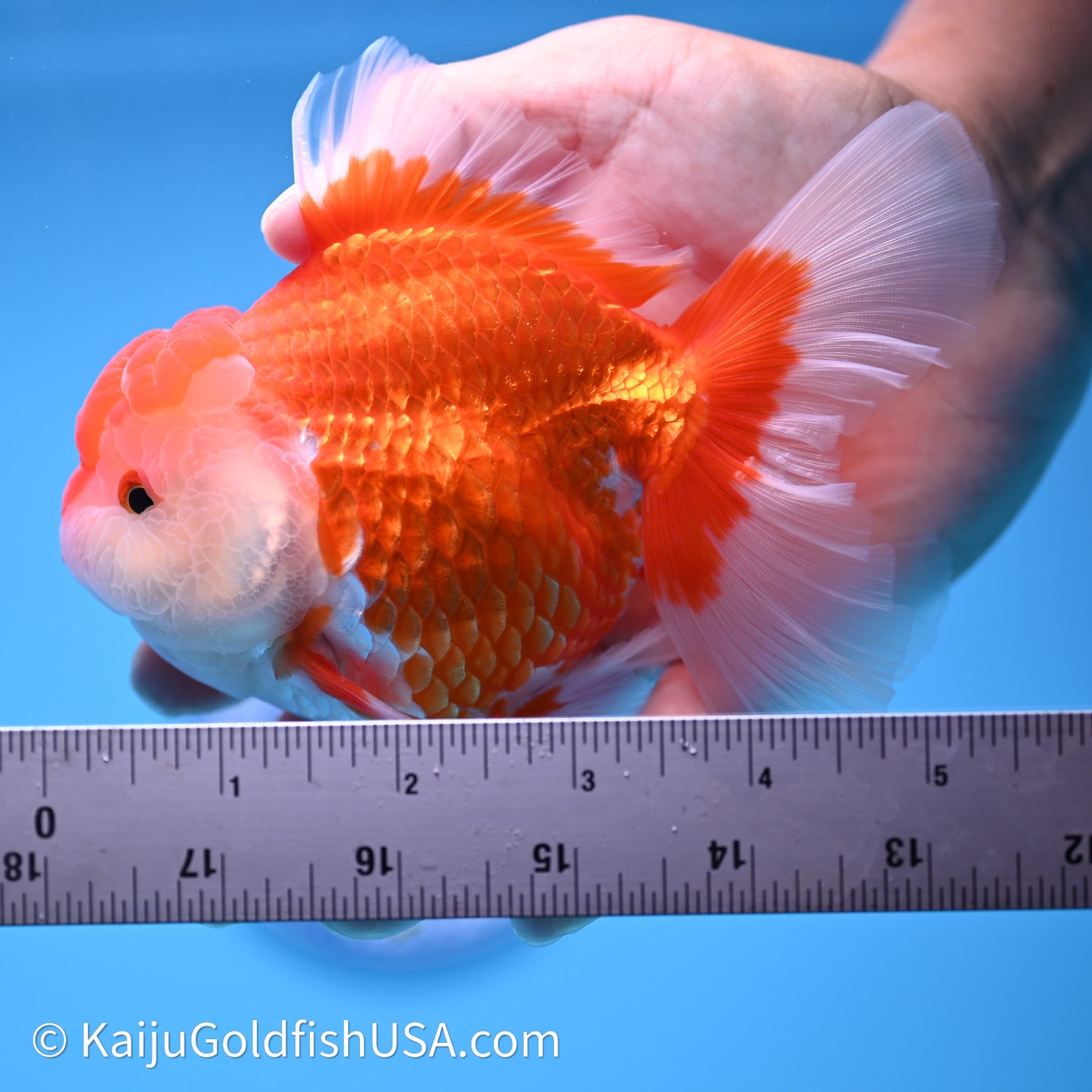 Red White Rose Tail Oranda 4in Body (240621_OR04) - Kaiju Goldfish USA