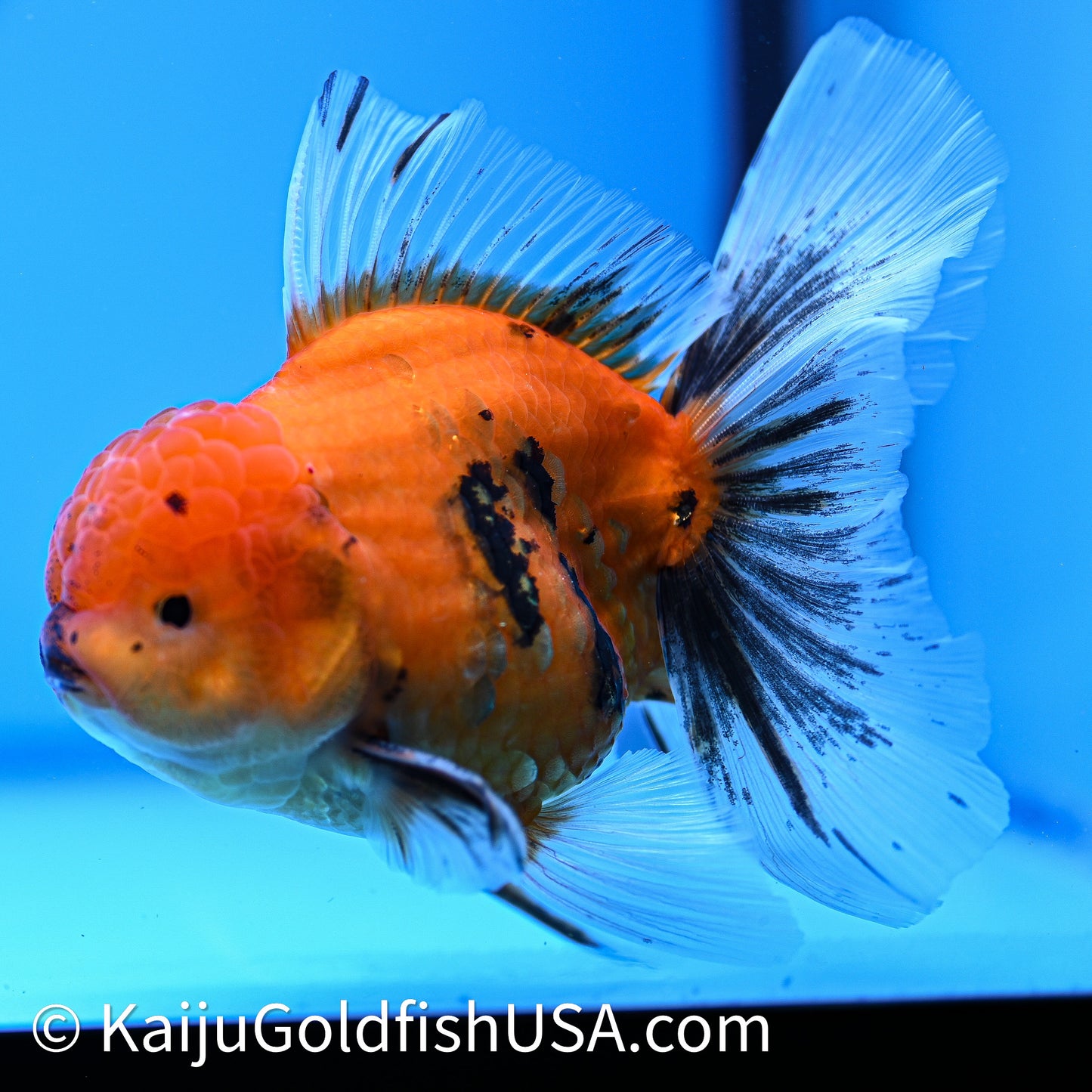 Tiger Rose Tail Oranda 4in Body (240628_OR04) - Kaiju Goldfish USA